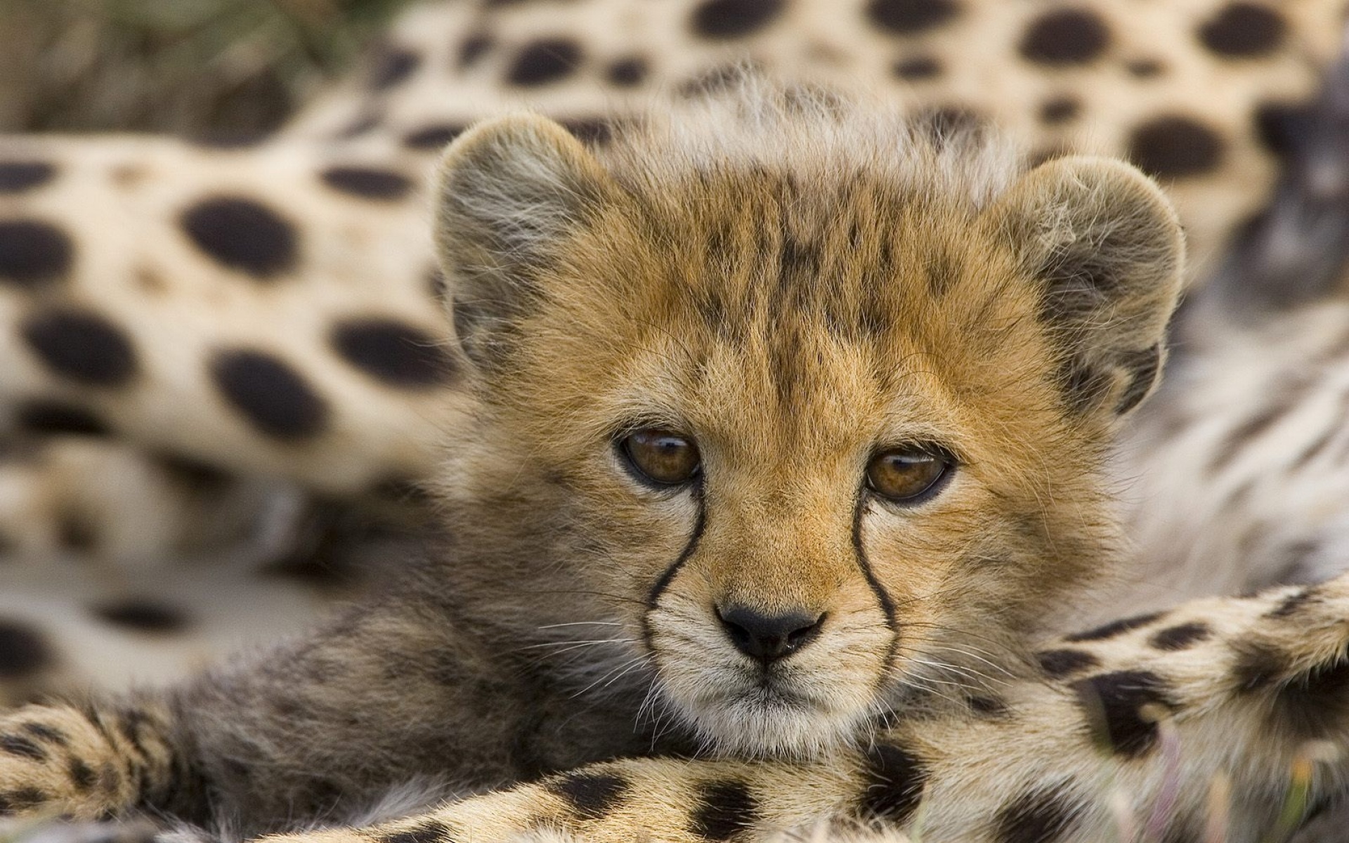 猫科,野兽,动物,狮子,老虎,2012Y十一月03D,豹,儿童桌面专用