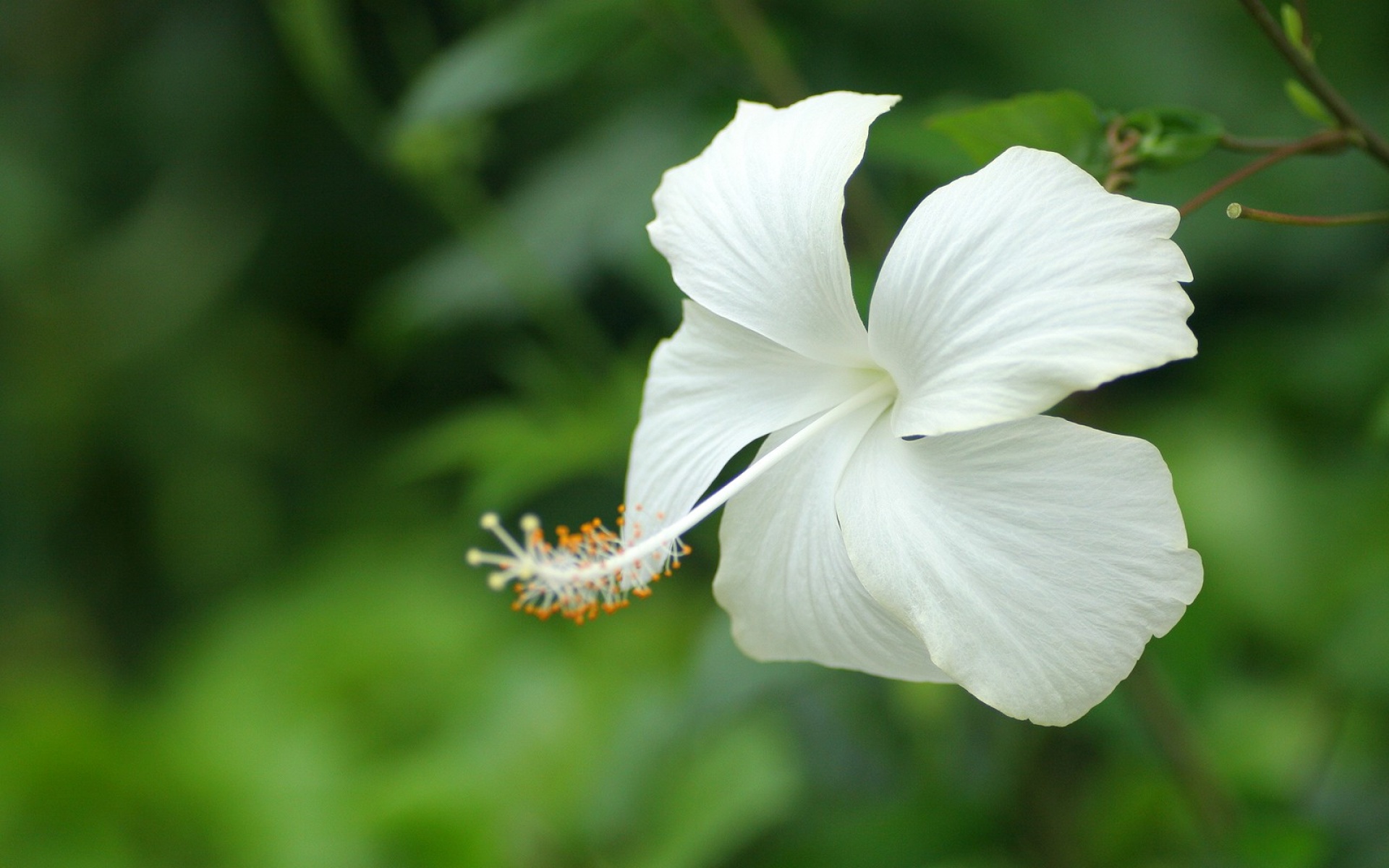 小清新,护眼壁纸,花卉,儿童桌面专用