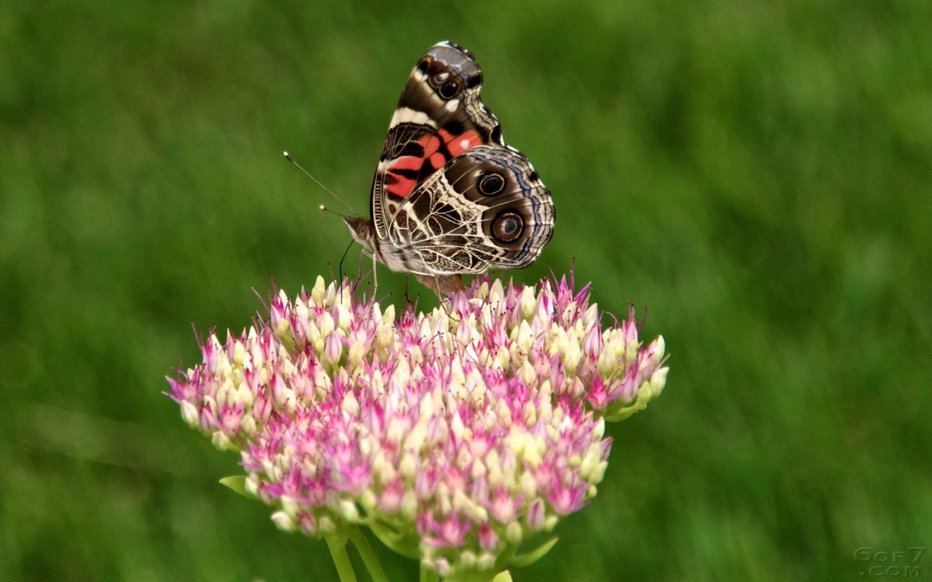 清新,植物,浪漫,美丽,昆虫图,蝴蝶,2012Y十月28D,儿童桌面专用