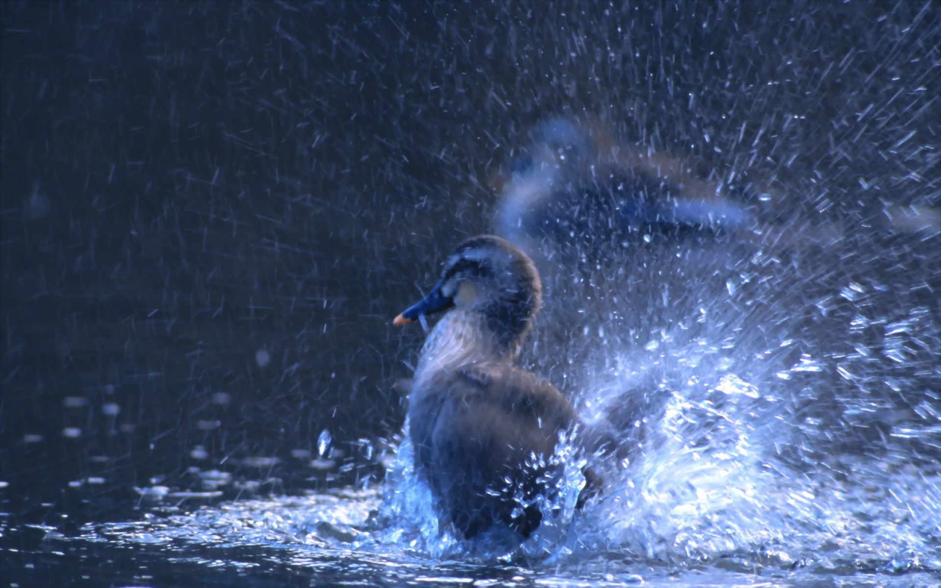 高清,鸟,动物,摄影,2012Y十一月03D,儿童桌面专用