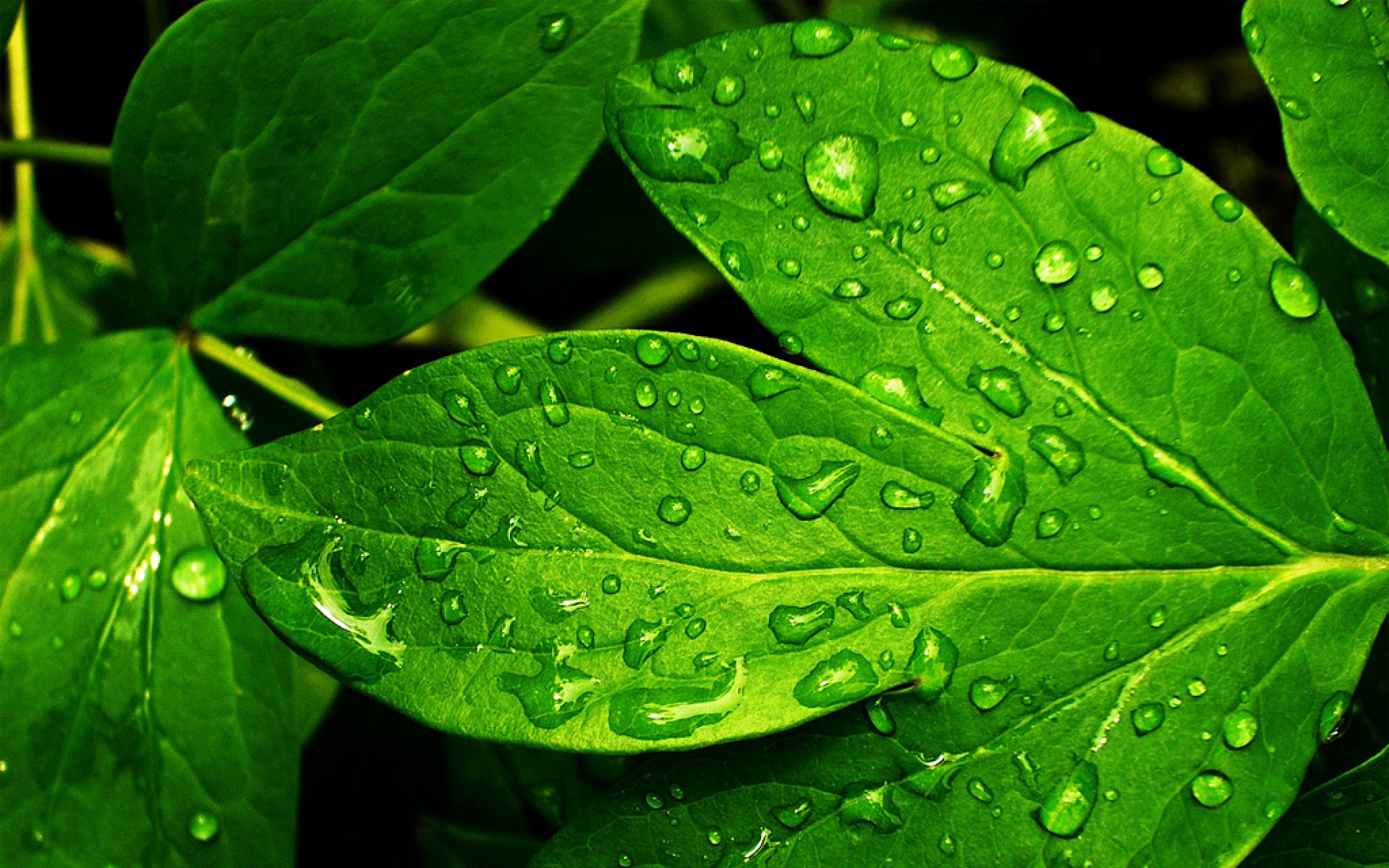 小清新,护眼壁纸,植物,绿色,叶子,儿童桌面专用