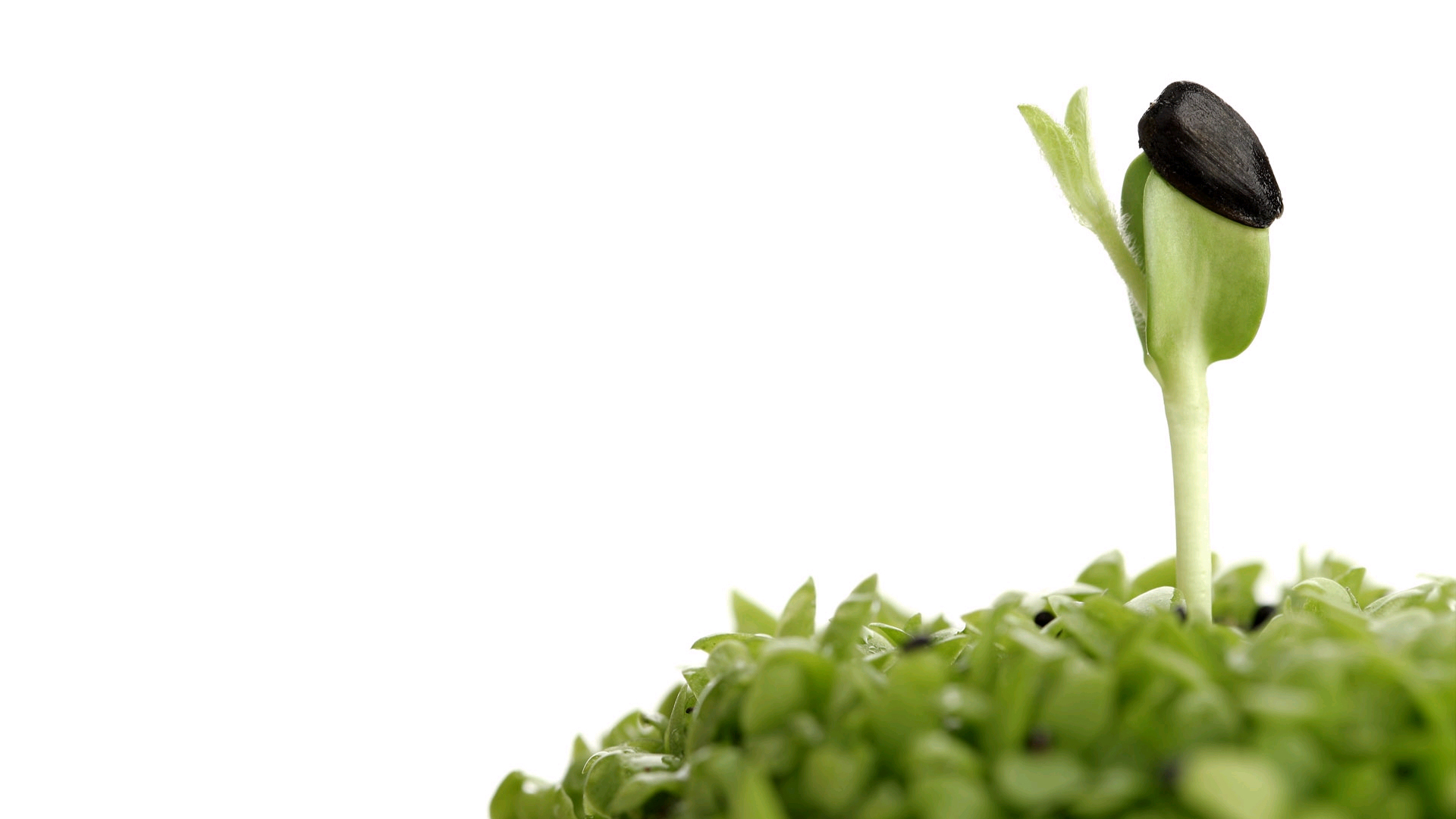 绿叶,新芽,嫩芽,护眼壁纸,儿童桌面专用