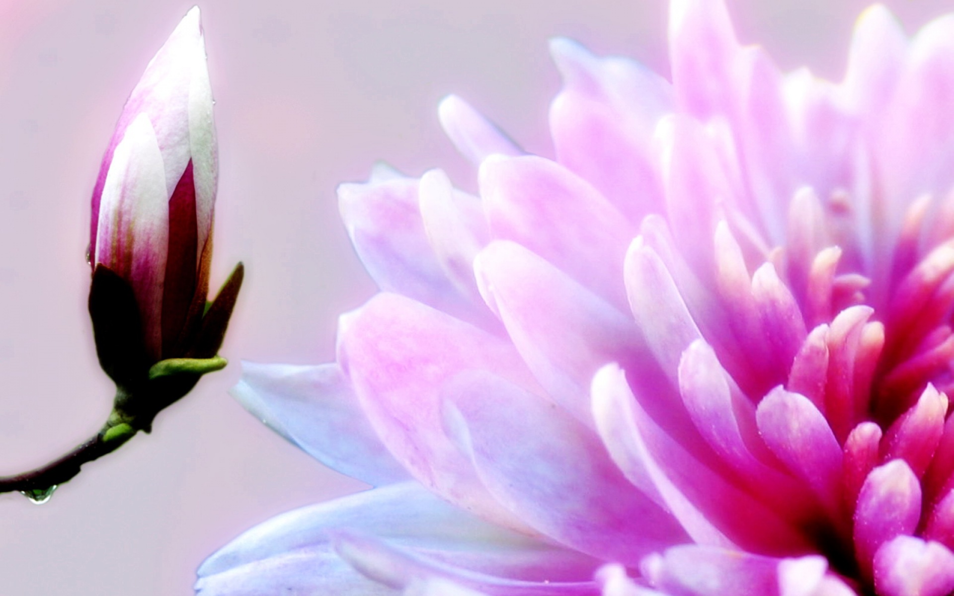 小清新,静物写真,静物,花卉,儿童桌面专用