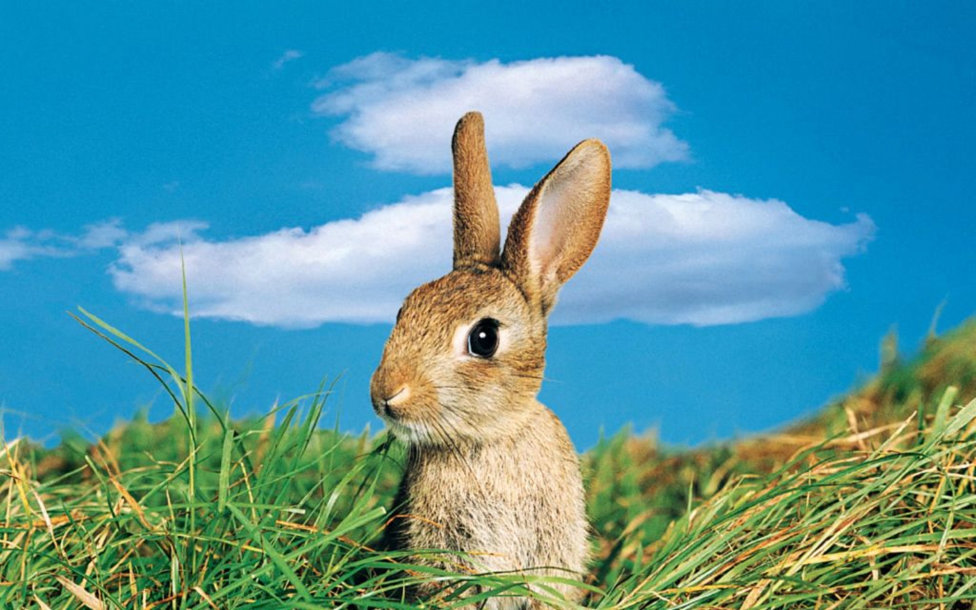 野生动物,兔子,儿童桌面专用