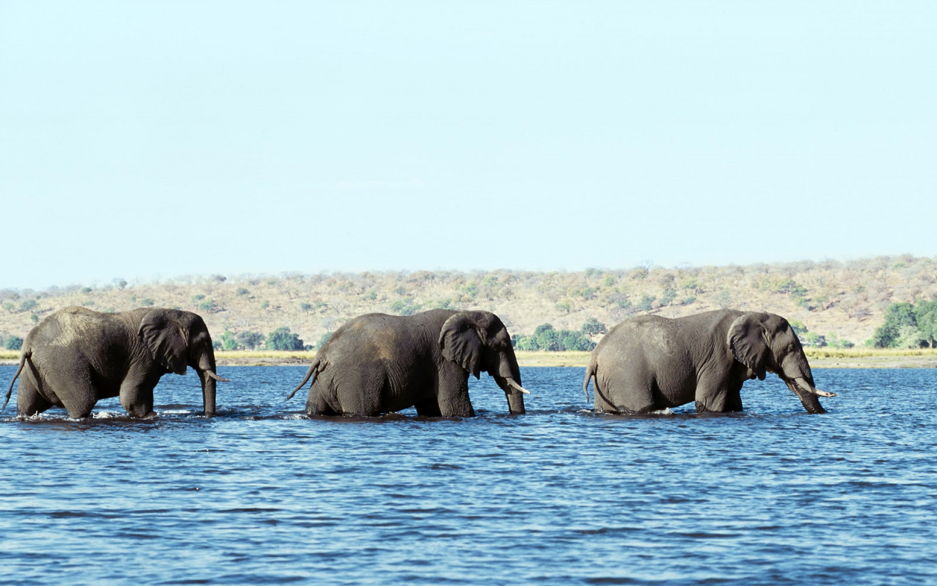 萌宠动物,野生动物,儿童桌面专用