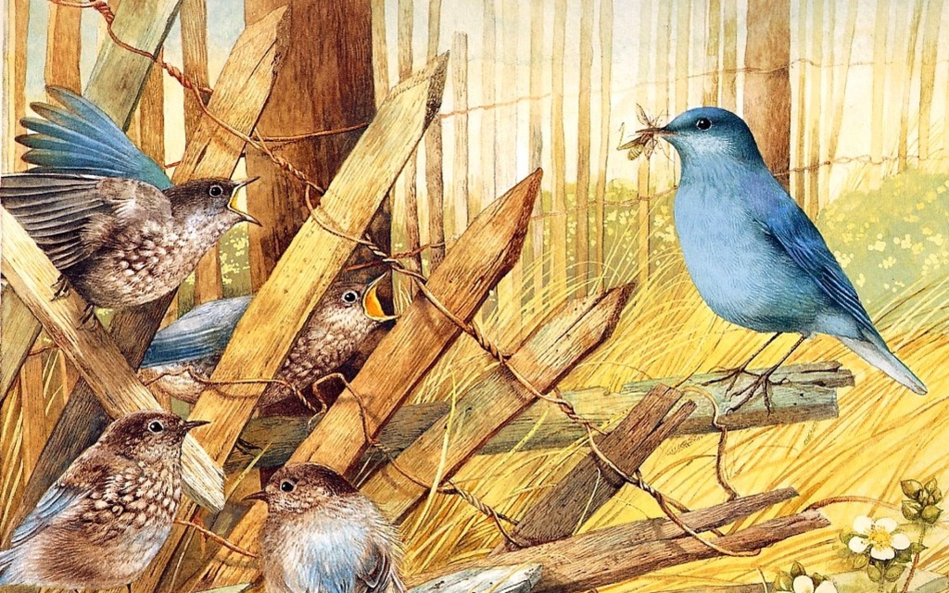 动物,绘画,风格,2012Y十一月05D,儿童桌面专用