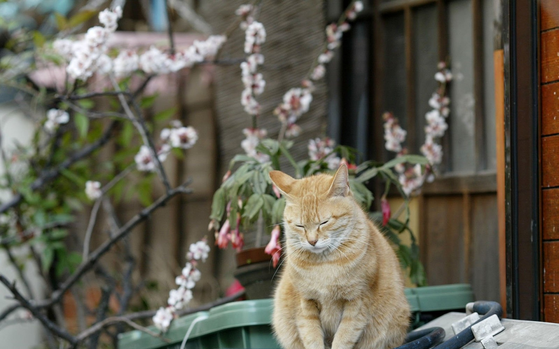 街角,小猫咪,摄影,高清,猫,动物,2012Y十月31D,儿童桌面专用