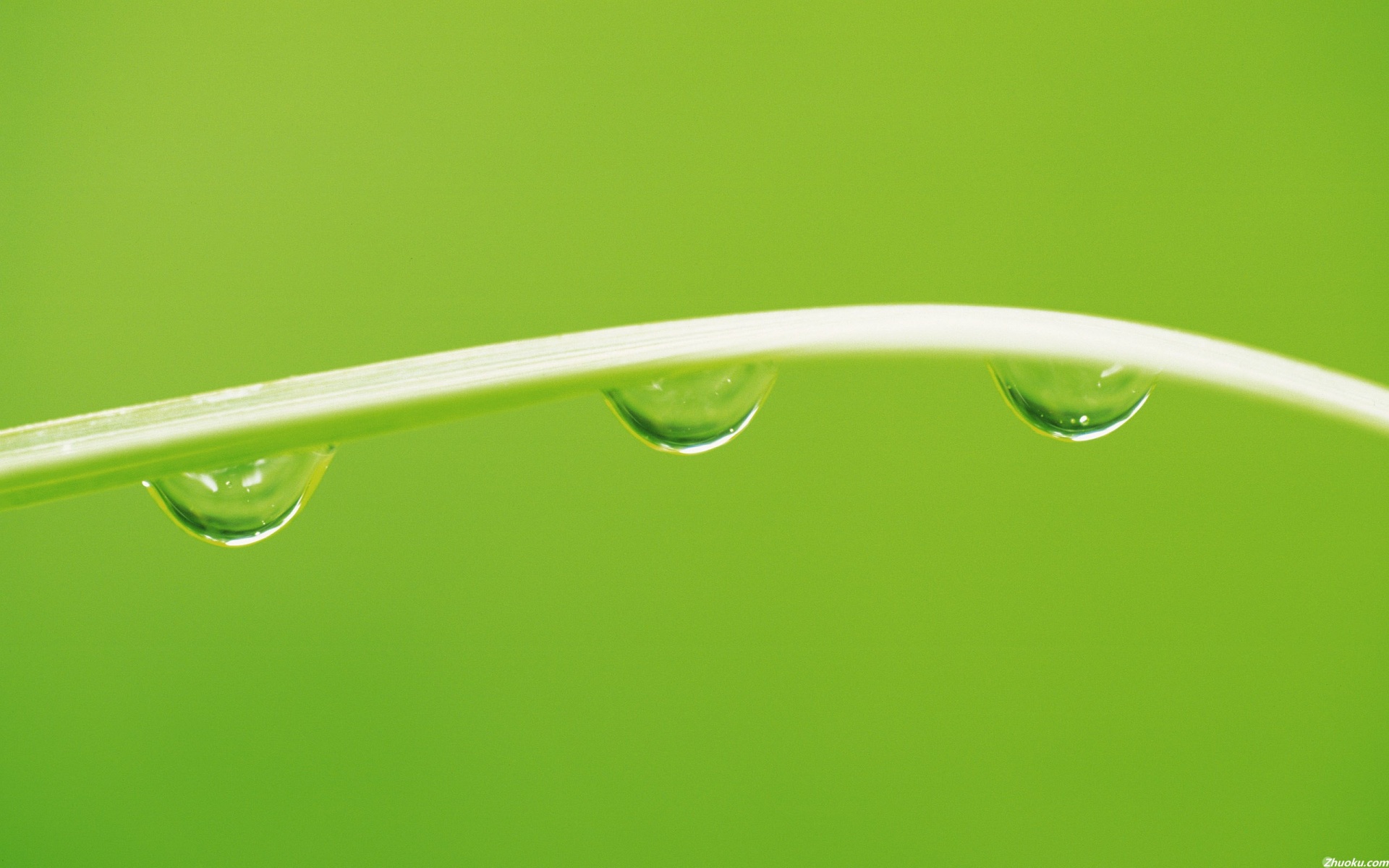 小清新,护眼壁纸,绿叶,儿童桌面专用