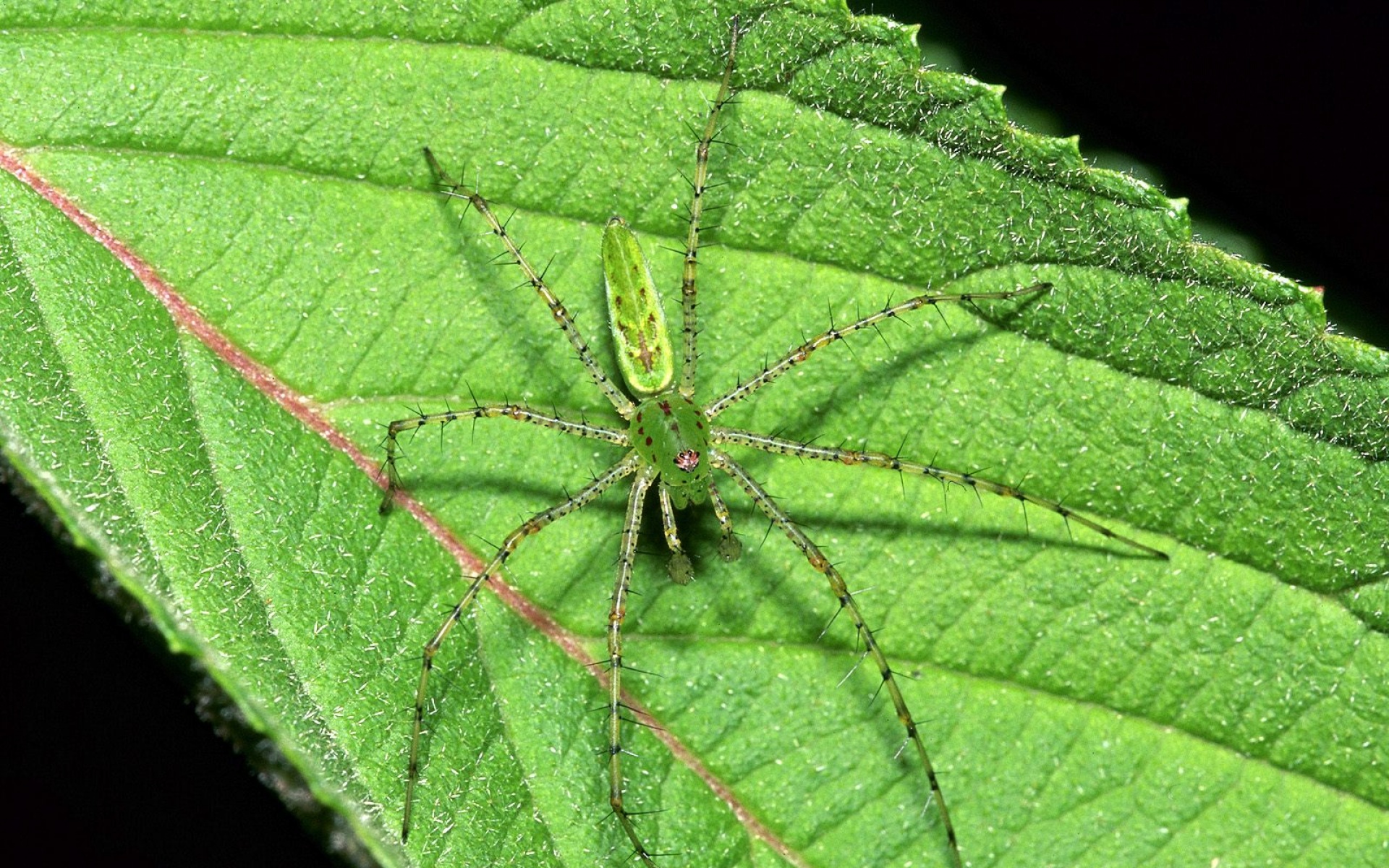 萌宠动物,野生动物,儿童桌面专用