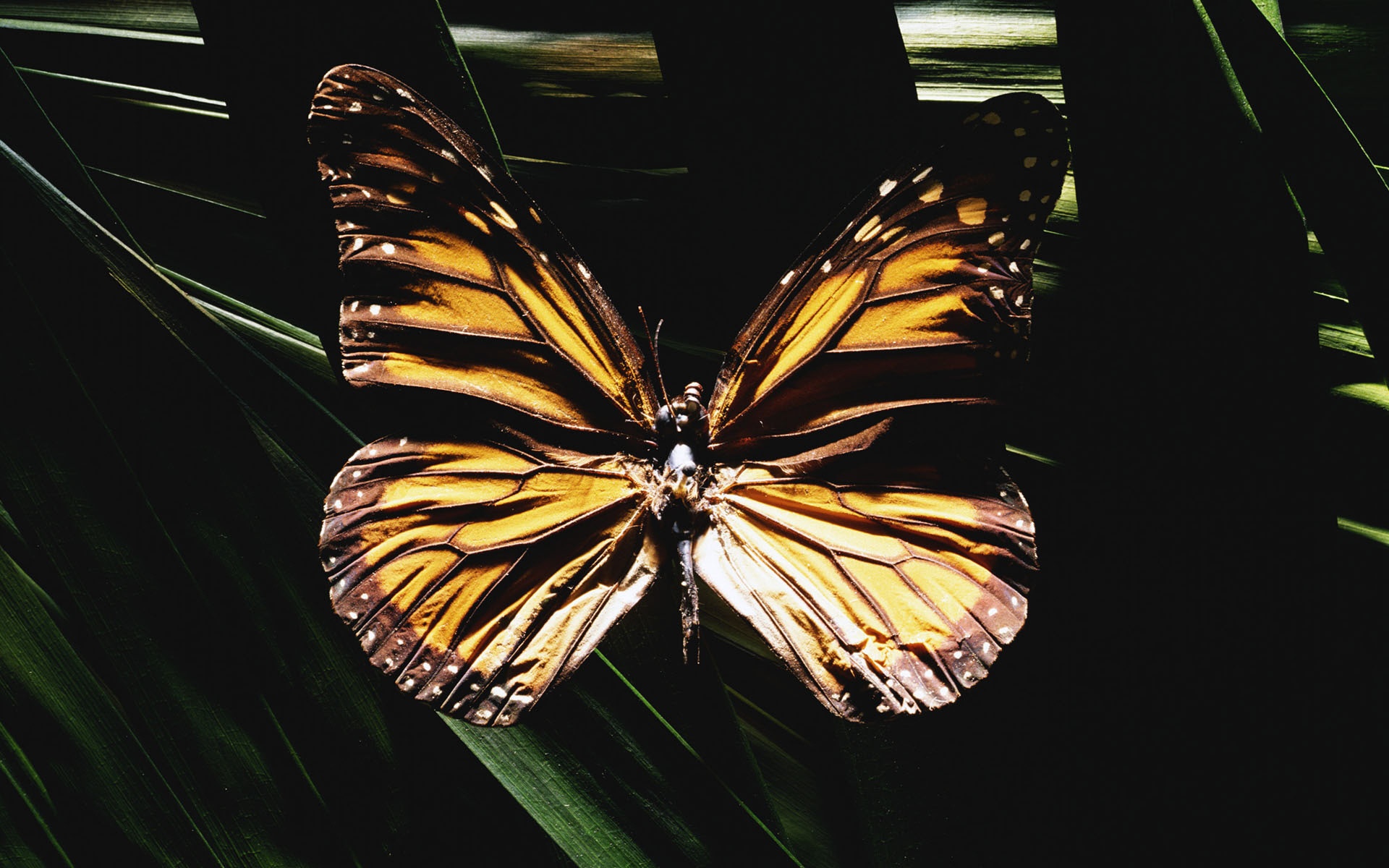 冷调,风格,动物,植物,标本,摄影,宽屏,2012Y十一月02D,儿童桌面专用