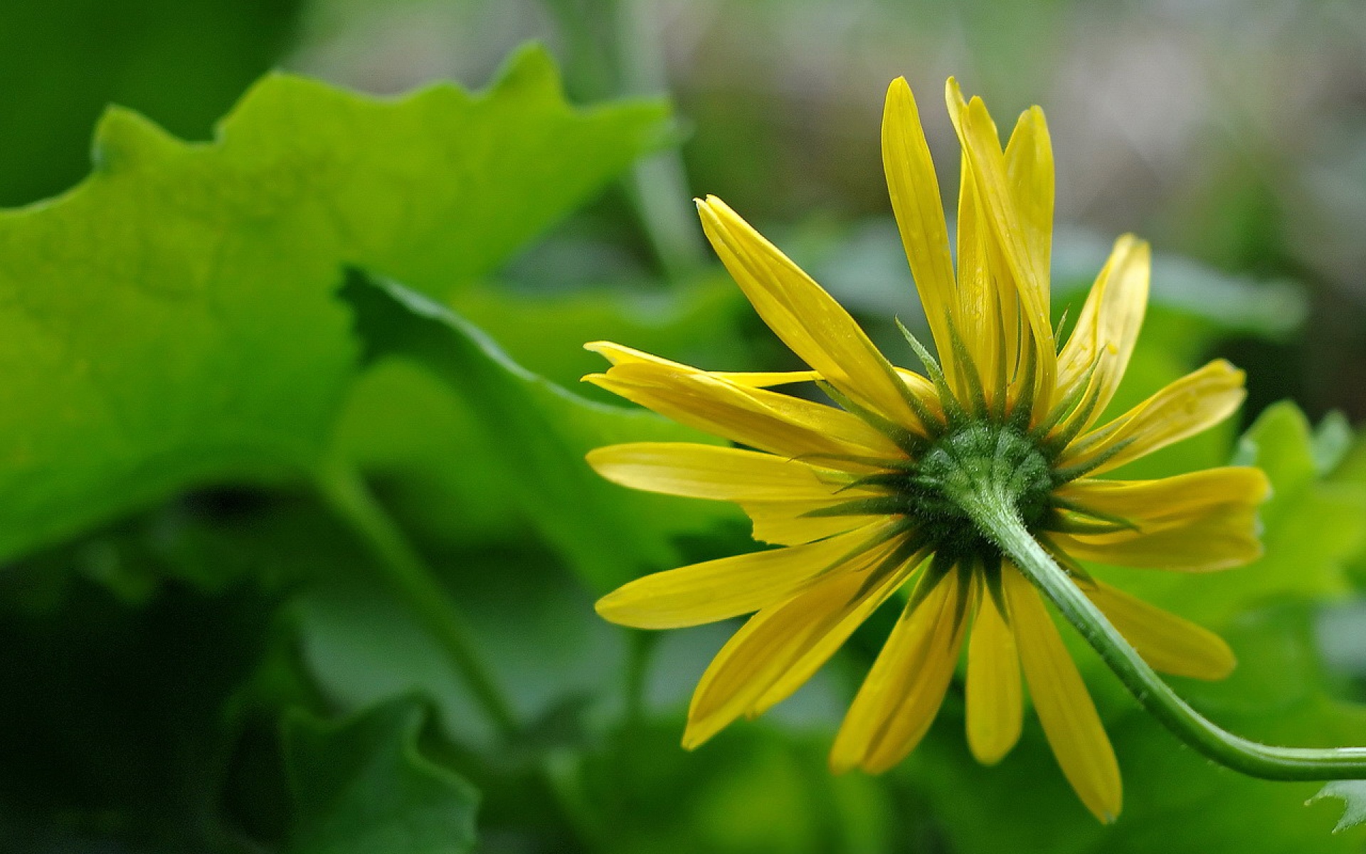 小清新,护眼壁纸,绿色,花卉,儿童桌面专用