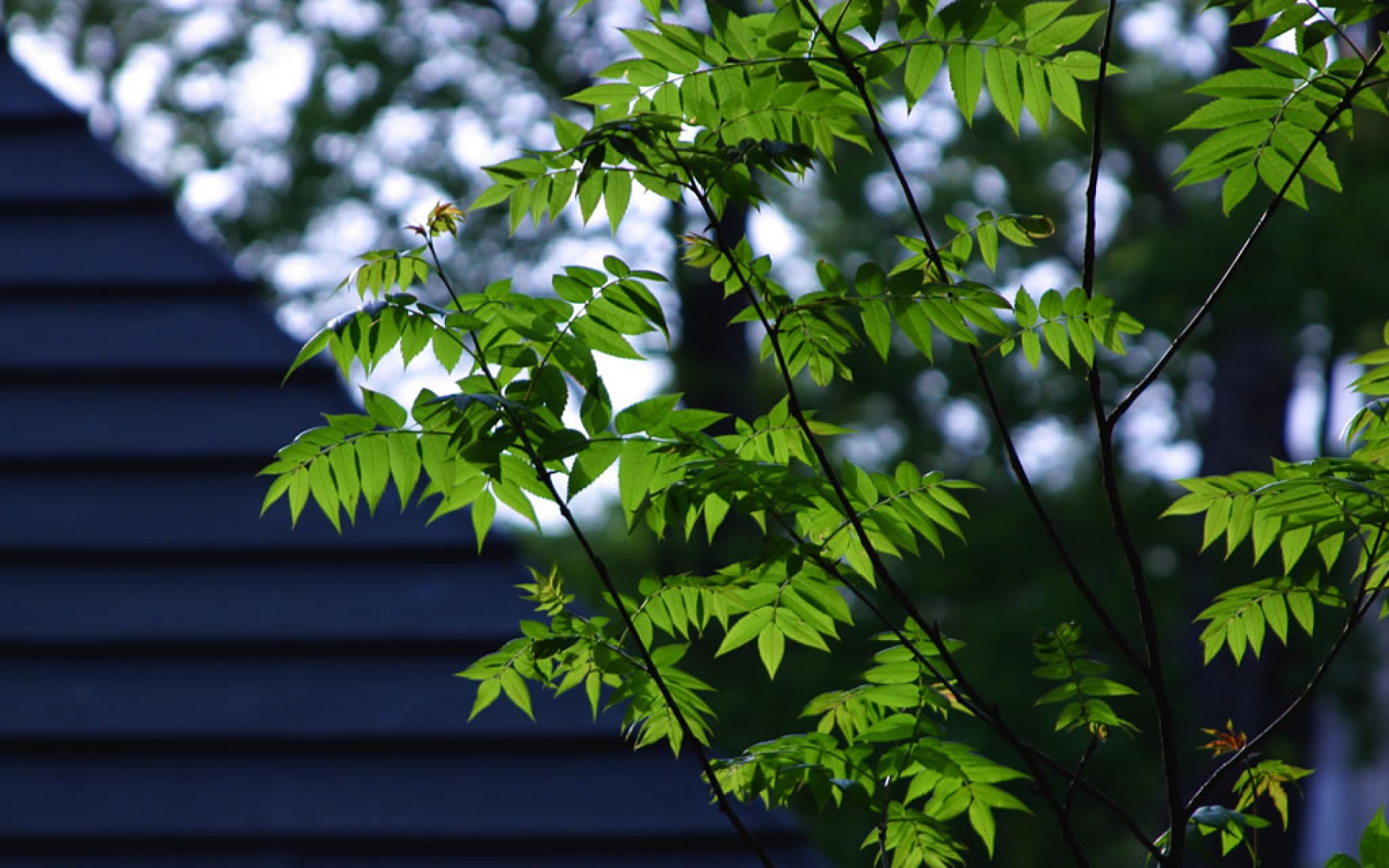小清新,护眼壁纸,绿色,儿童桌面专用