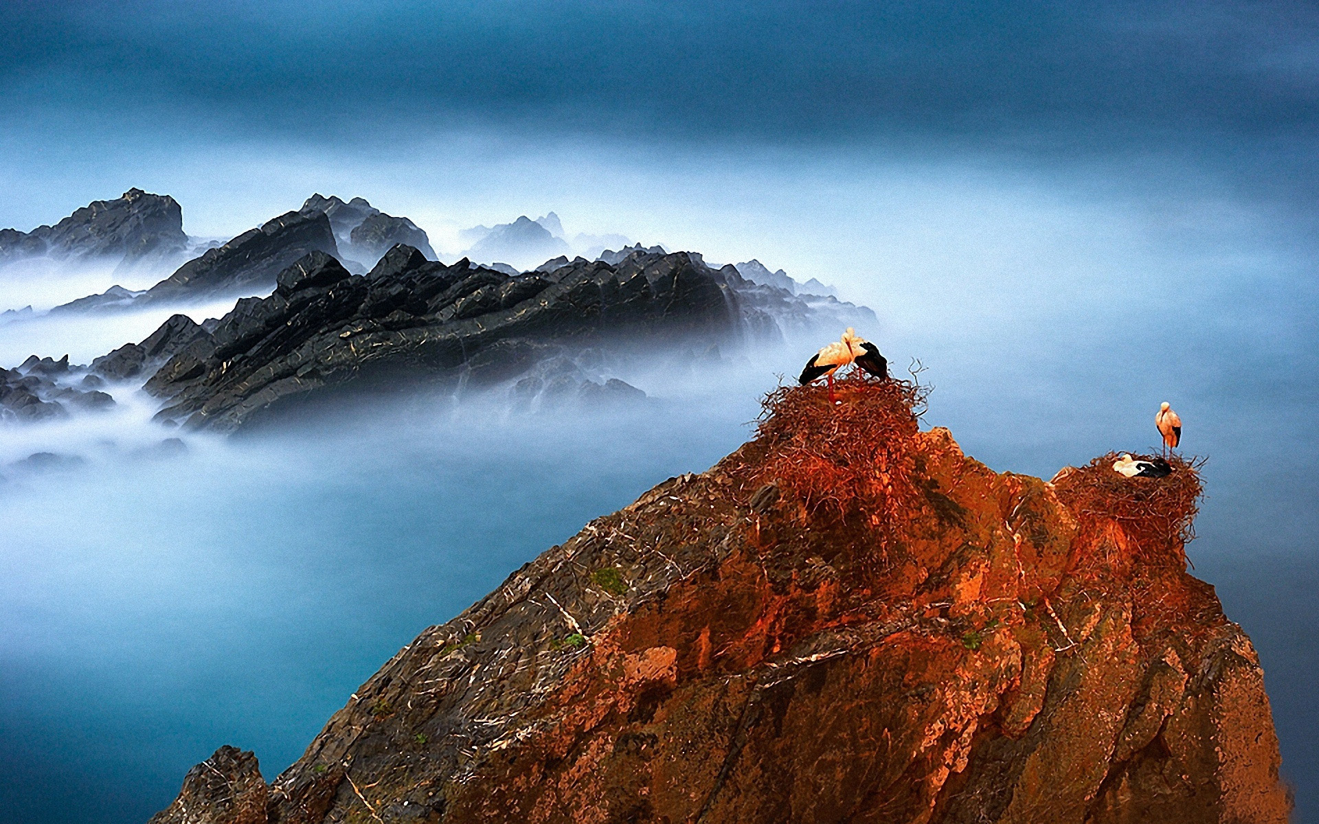 鸟类,鹤,小鸟天地,儿童桌面专用