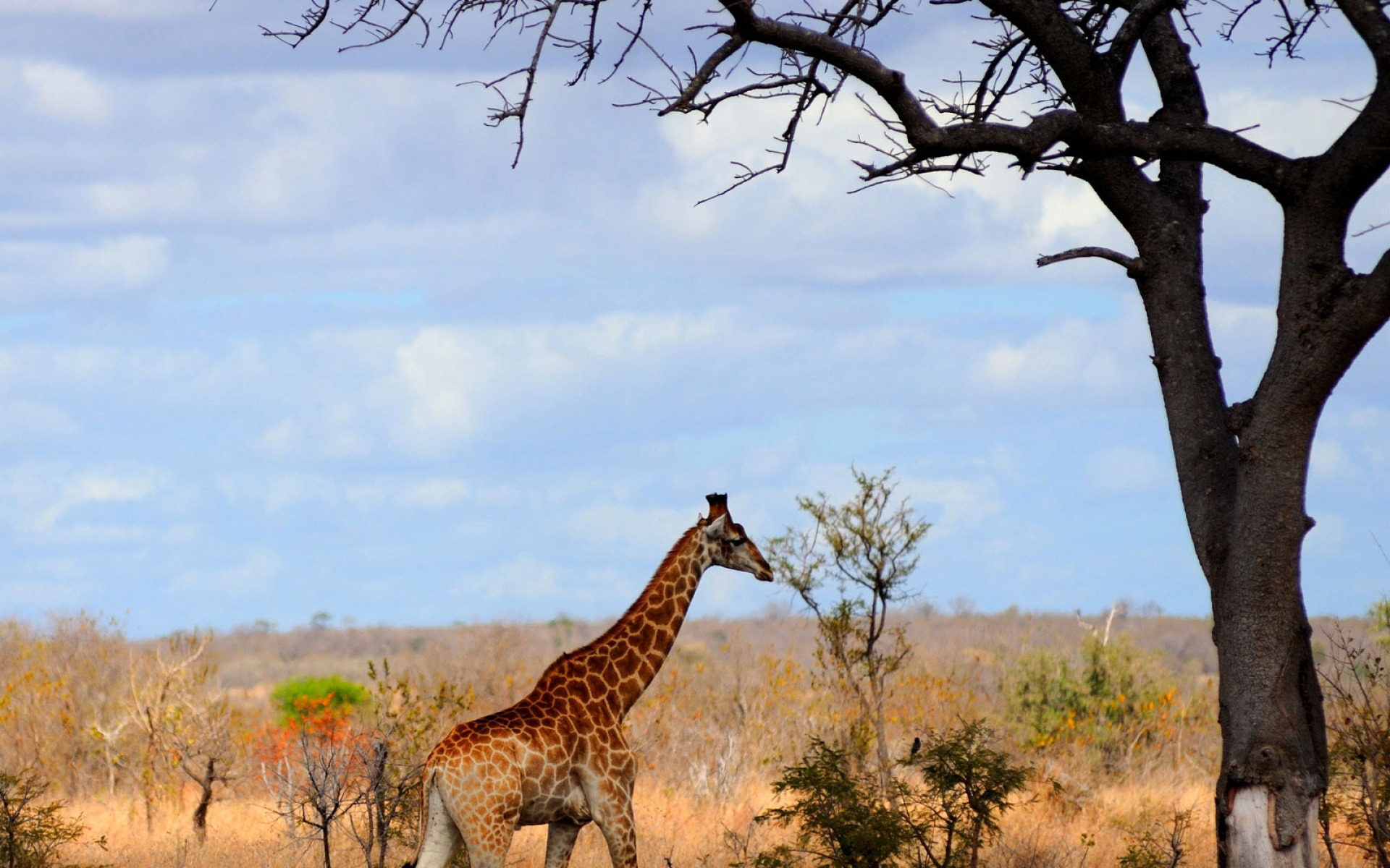 世界地理,动物,高清,2012Y十月31D,儿童桌面专用