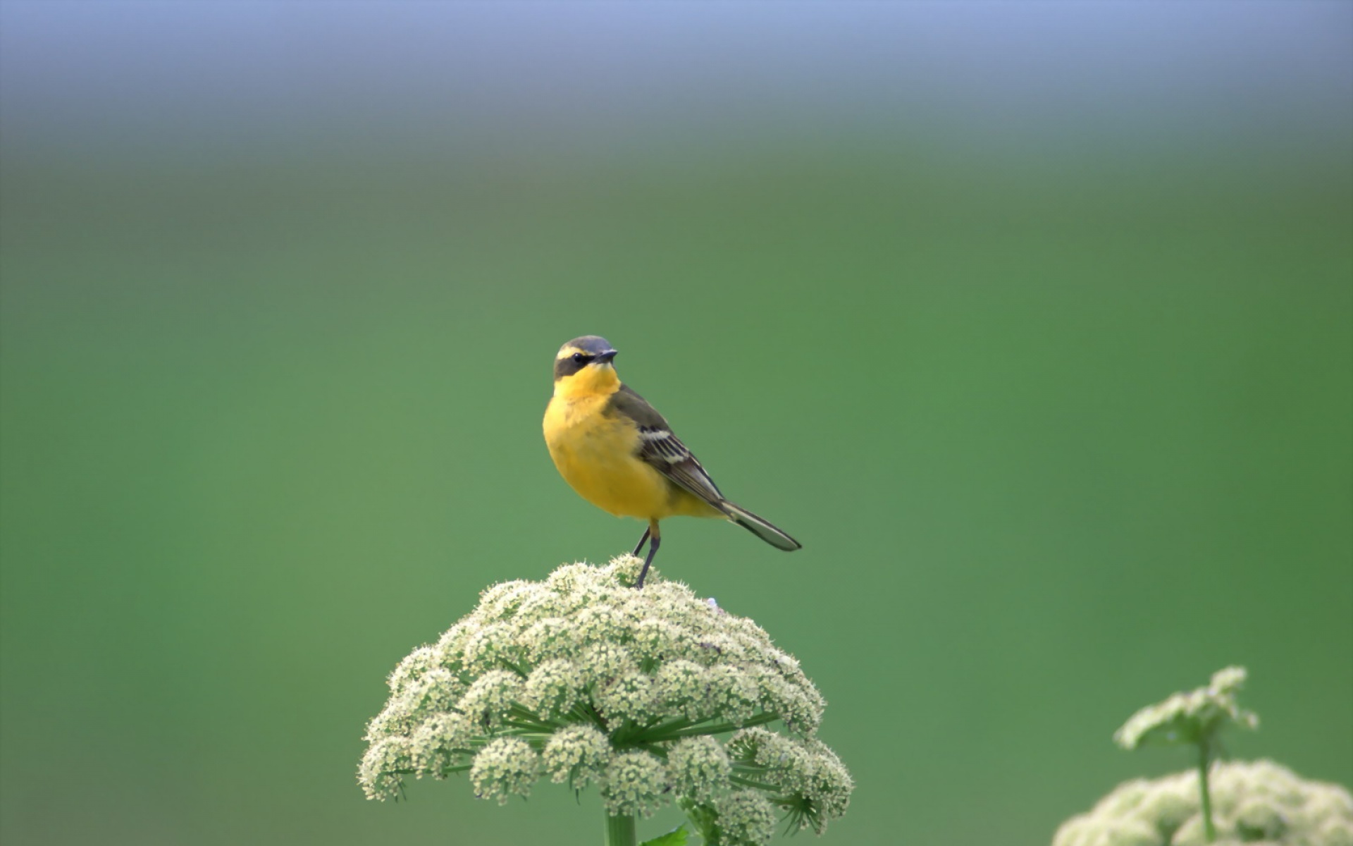 高清,鸟,动物,摄影,2012Y十一月03D,儿童桌面专用