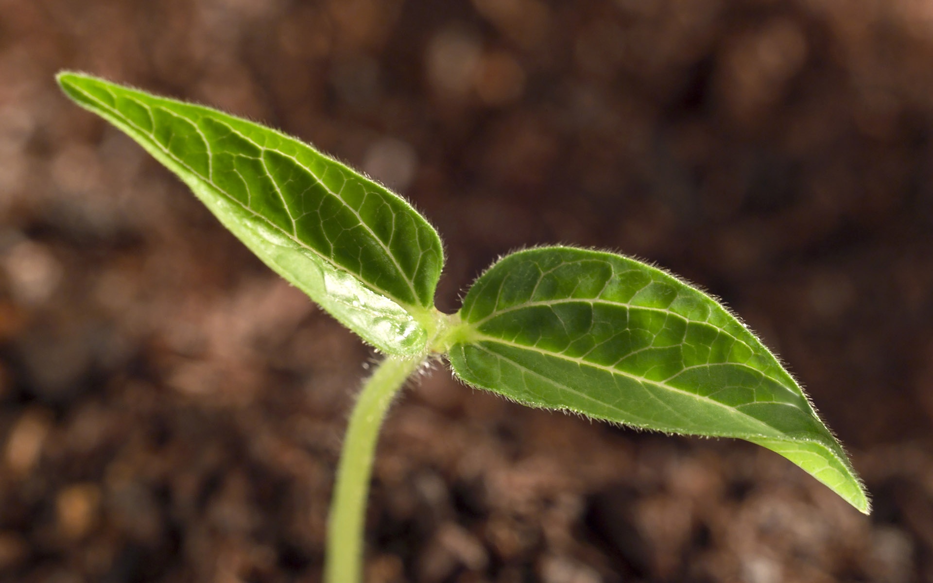 小清新,护眼壁纸,儿童桌面专用