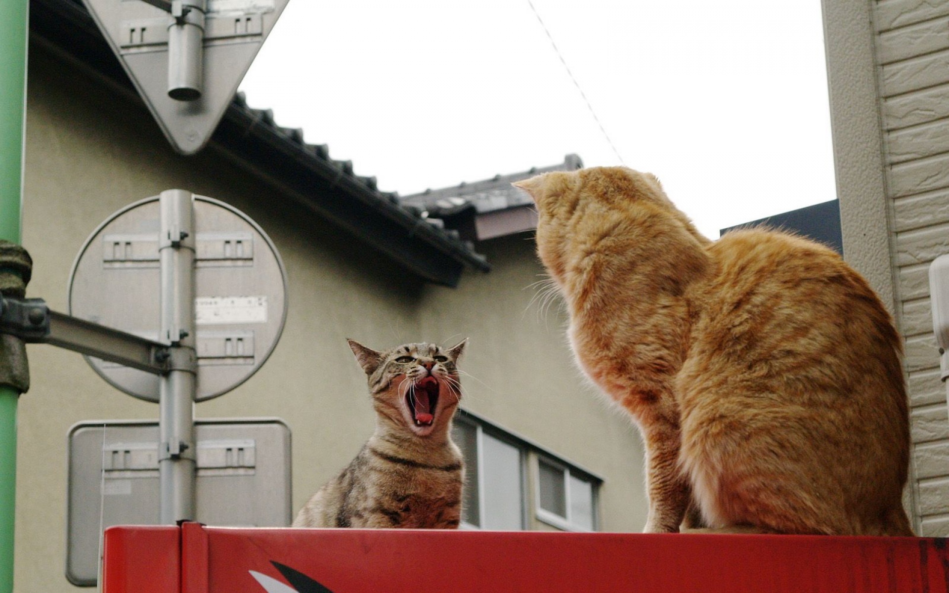 街角,小猫咪,摄影,高清,猫,动物,2012Y十月31D,儿童桌面专用