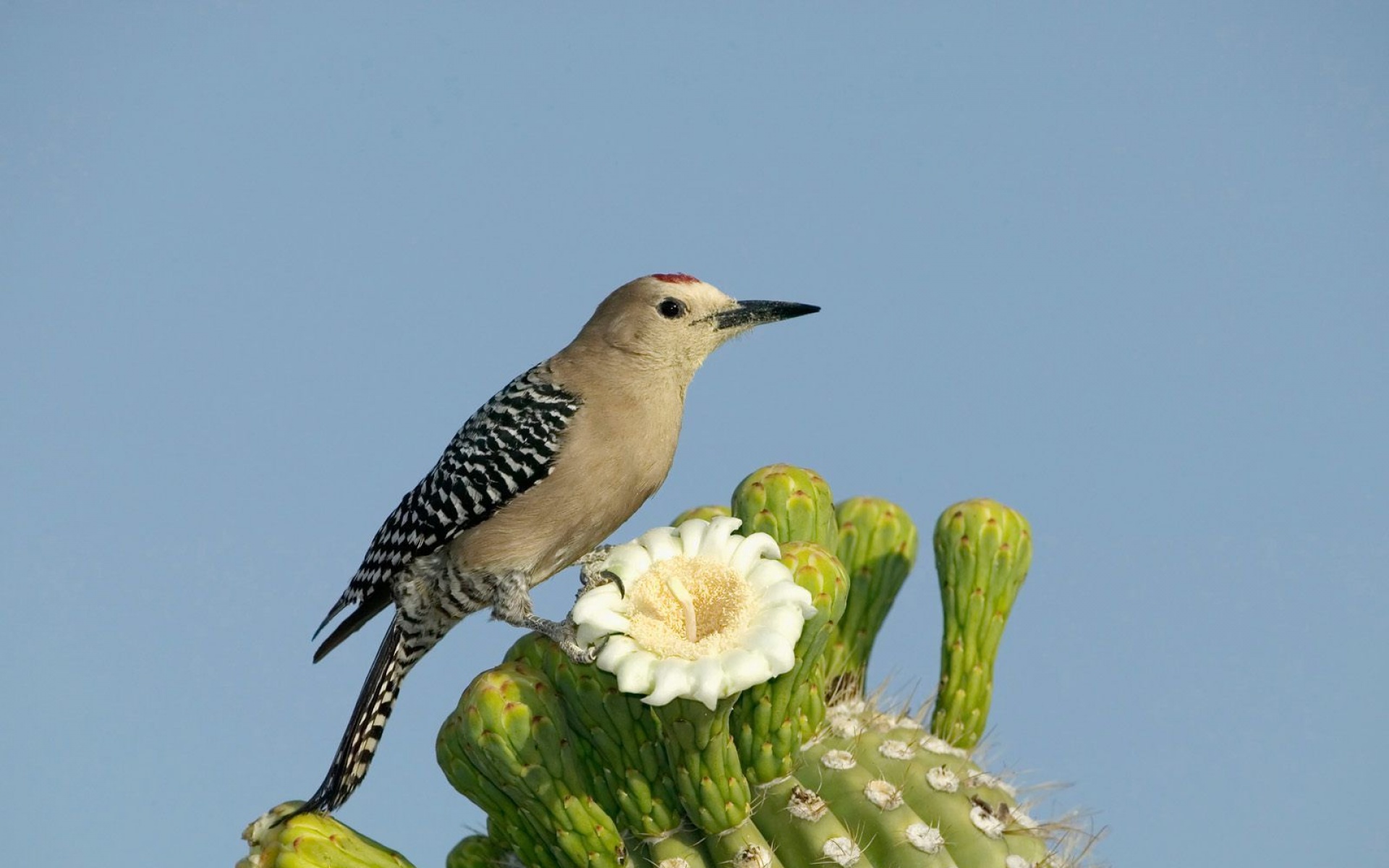 小鸟天地,鸟,儿童桌面专用