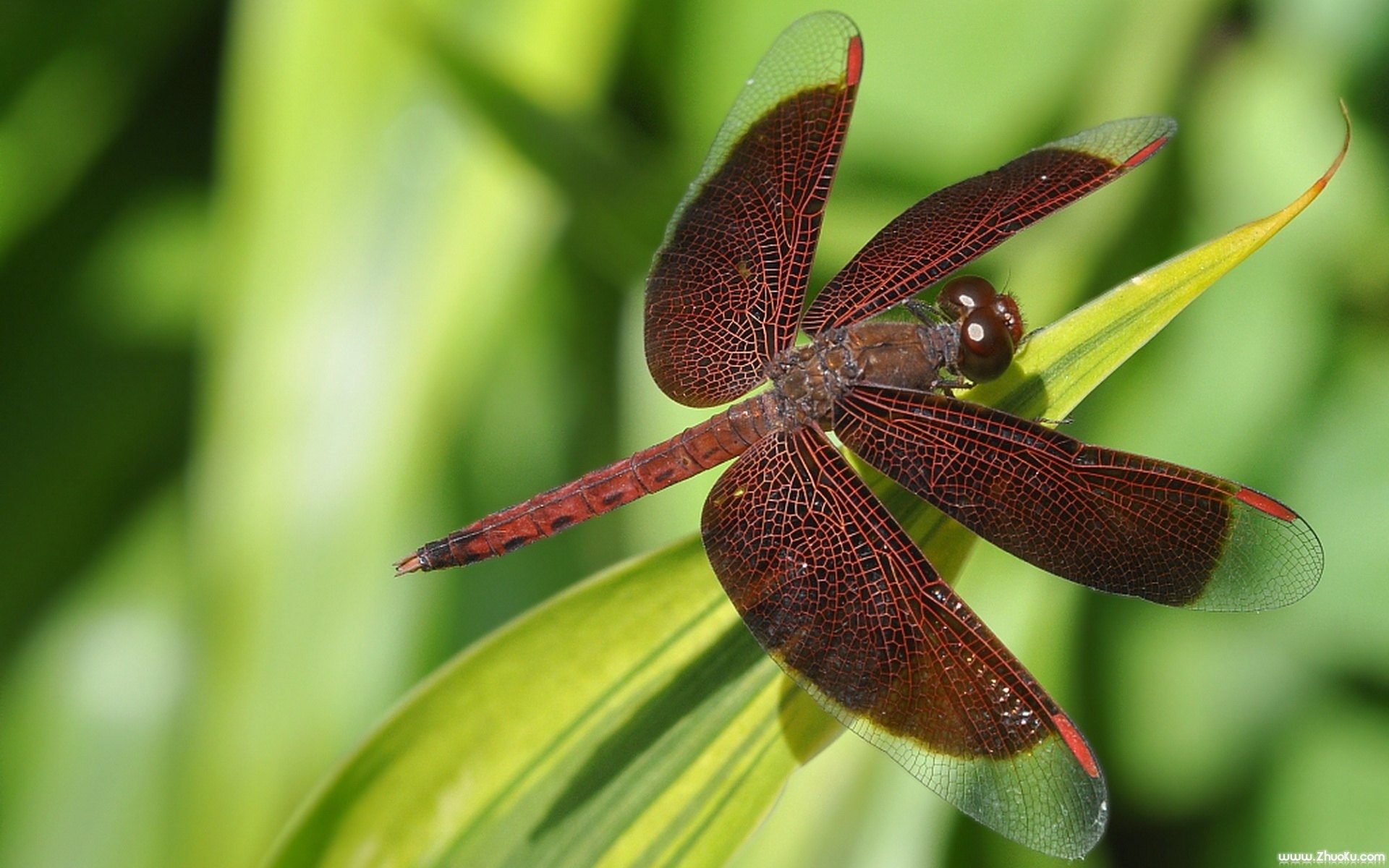 宽屏,植物,单反,2012Y十一月10D,昆虫图,儿童桌面专用