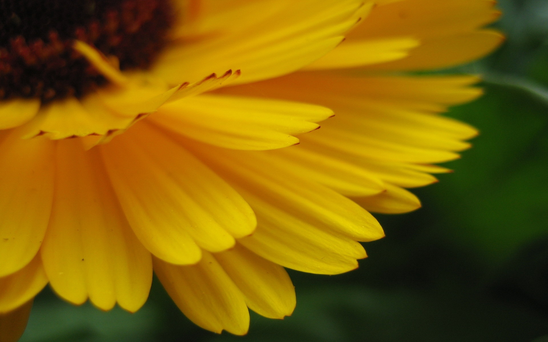 小清新,静物写真,花卉,儿童桌面专用