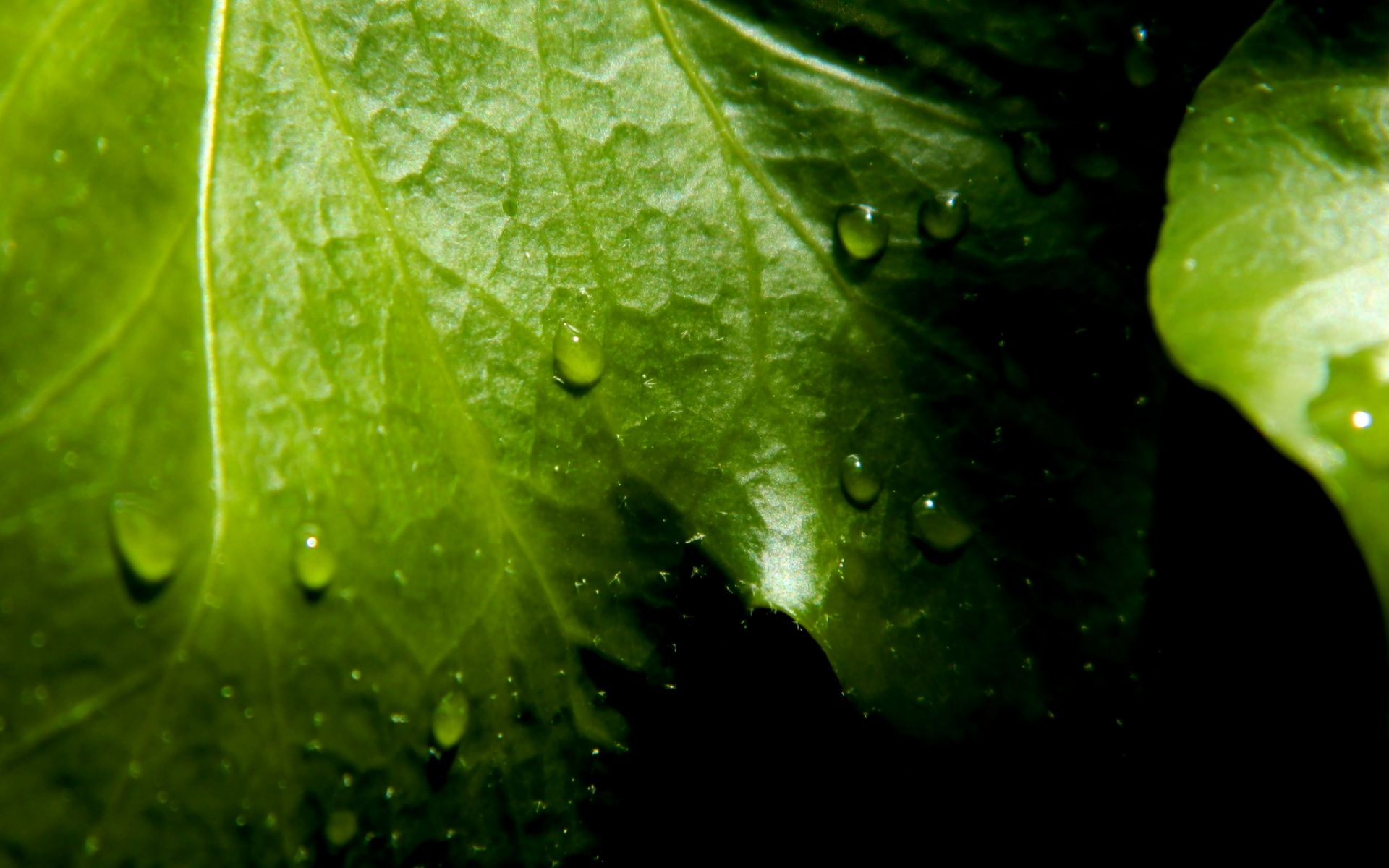 清新,花卉,浪漫,美丽2012Y十月28D,儿童桌面专用