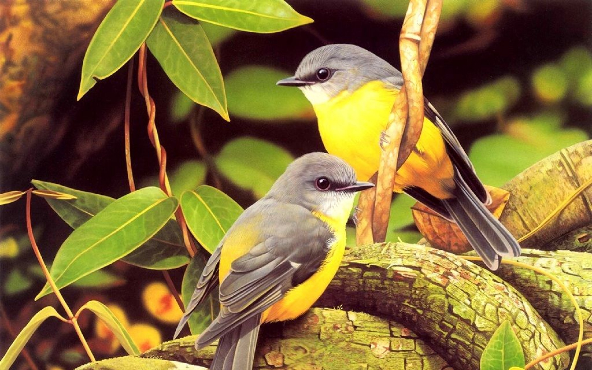 小鸟天地,鸟,儿童桌面专用