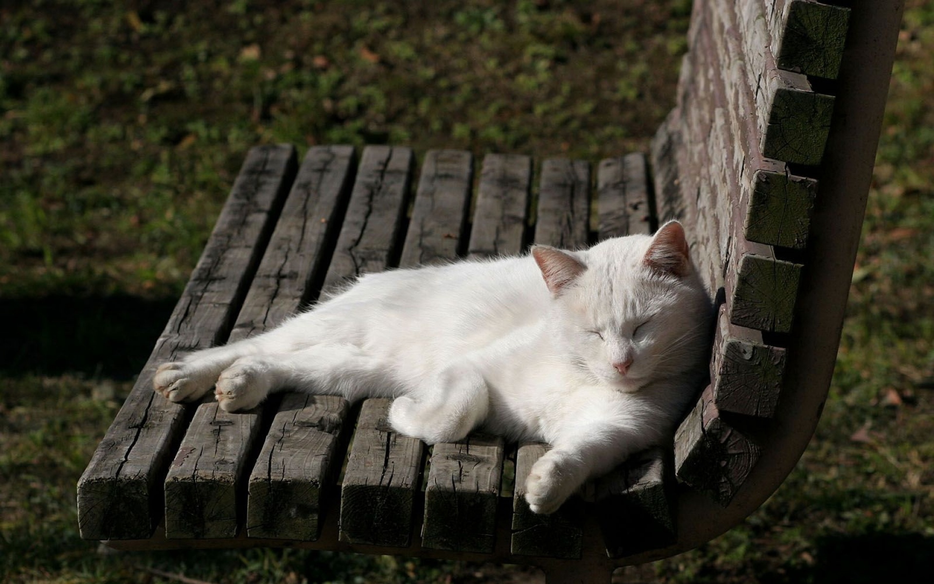 街角,小猫咪,摄影,高清,猫,动物,2012Y十月31D,儿童桌面专用