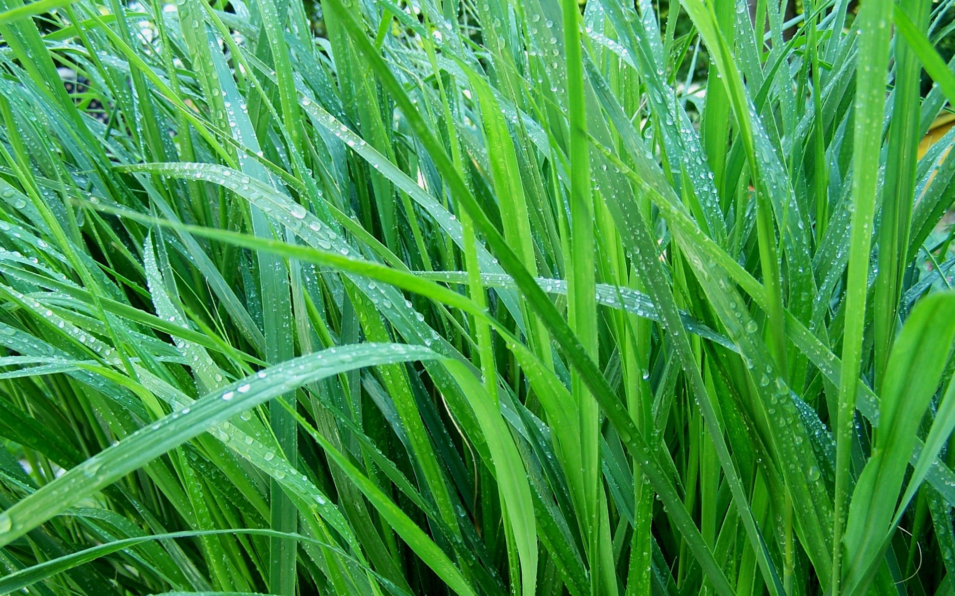 高清,植物,2012Y十一月11D,儿童桌面专用