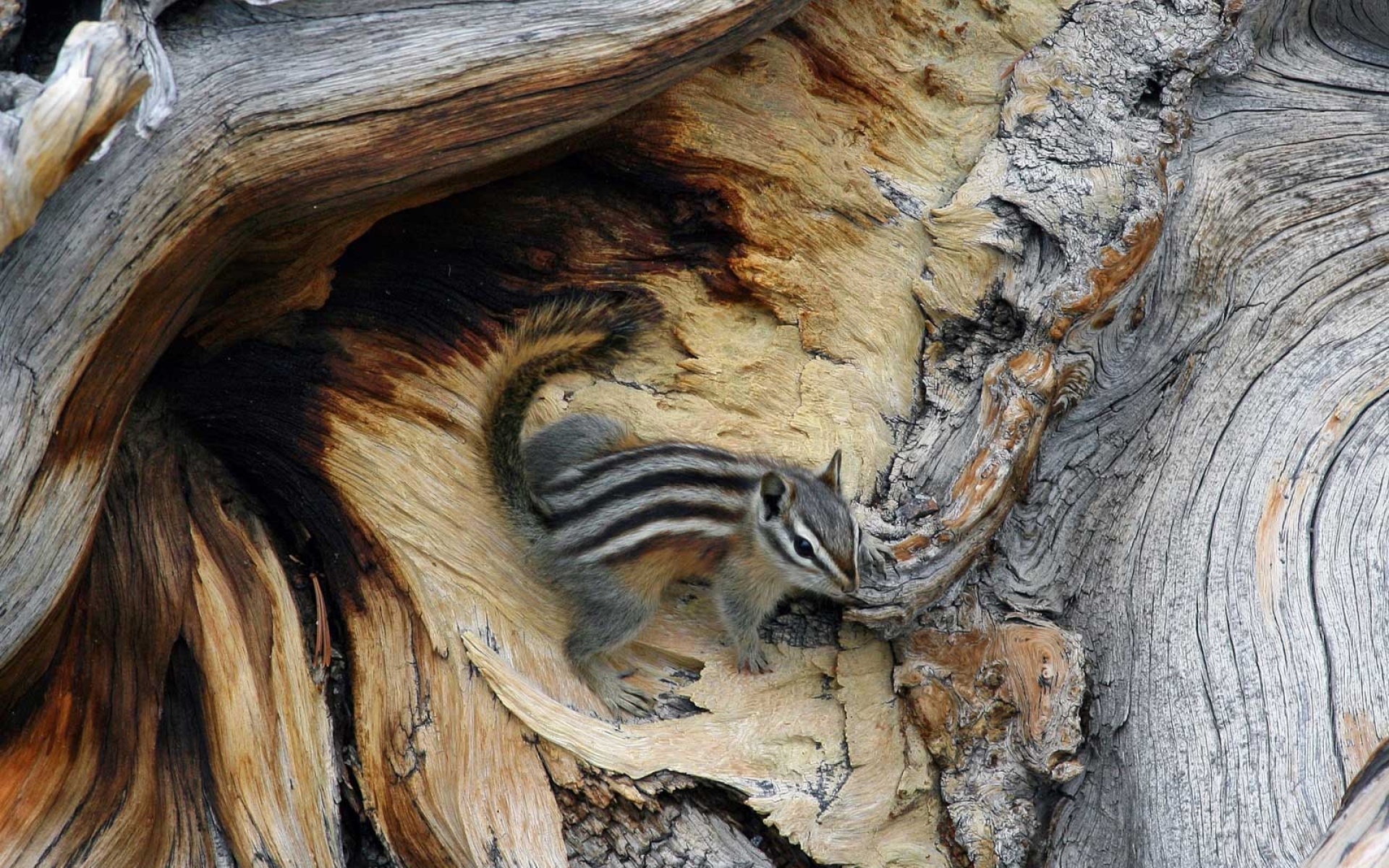 世界地理,动物,高清,2012Y十一月03D,儿童桌面专用