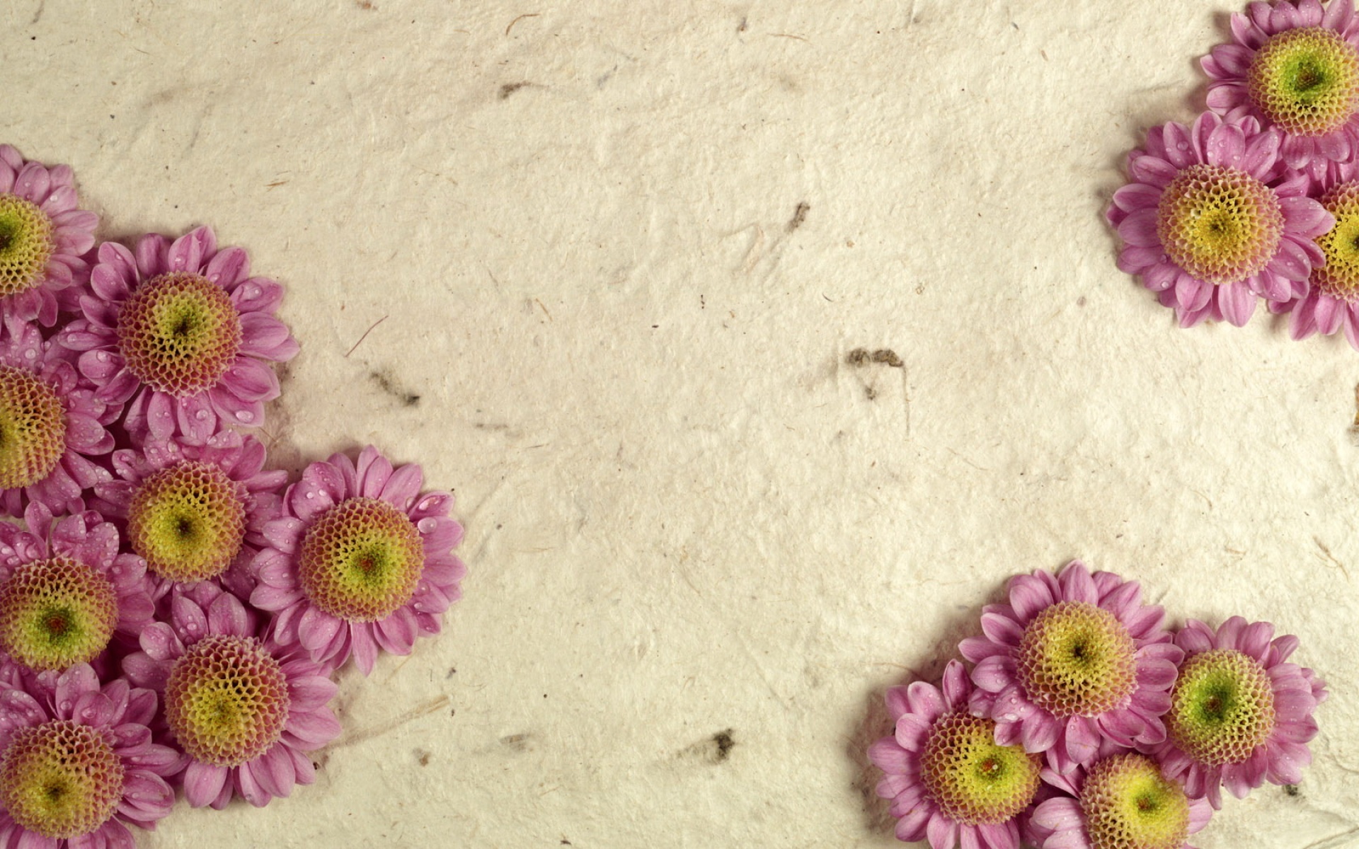 小清新,娇艳欲滴,花卉,儿童桌面专用