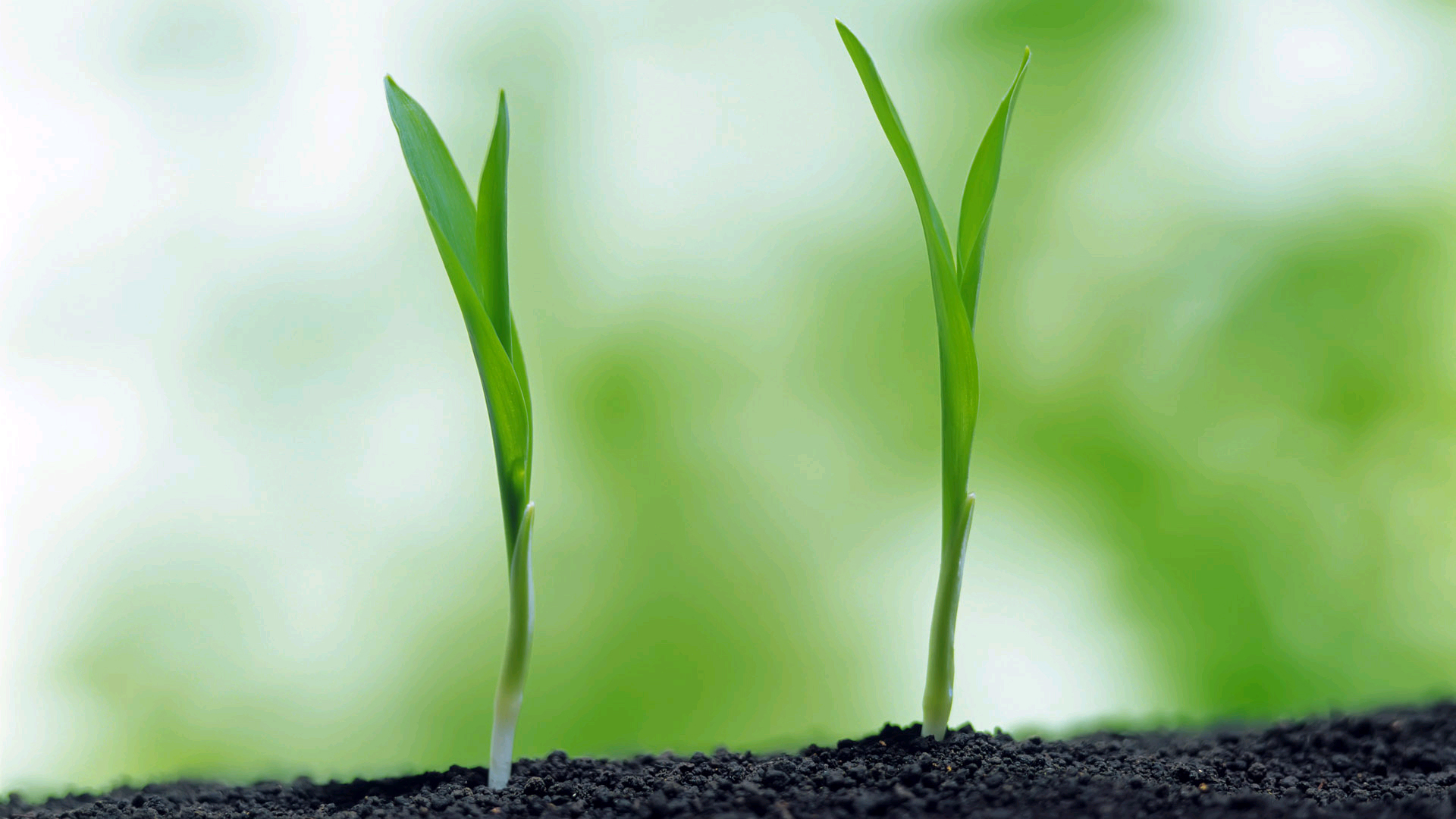 绿叶,新芽,嫩芽,护眼壁纸,儿童桌面专用