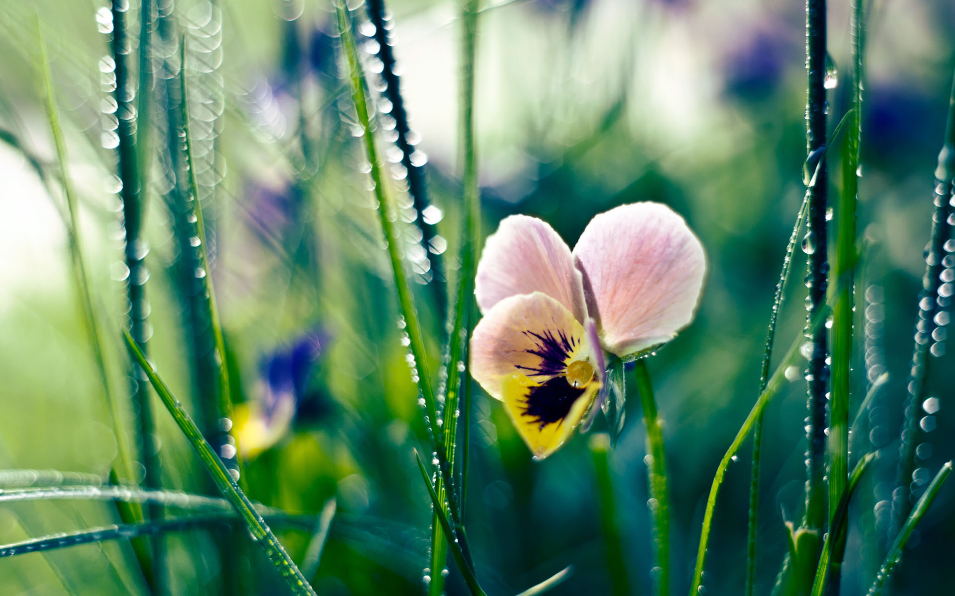 花卉,三色堇,娇艳欲滴,儿童桌面专用