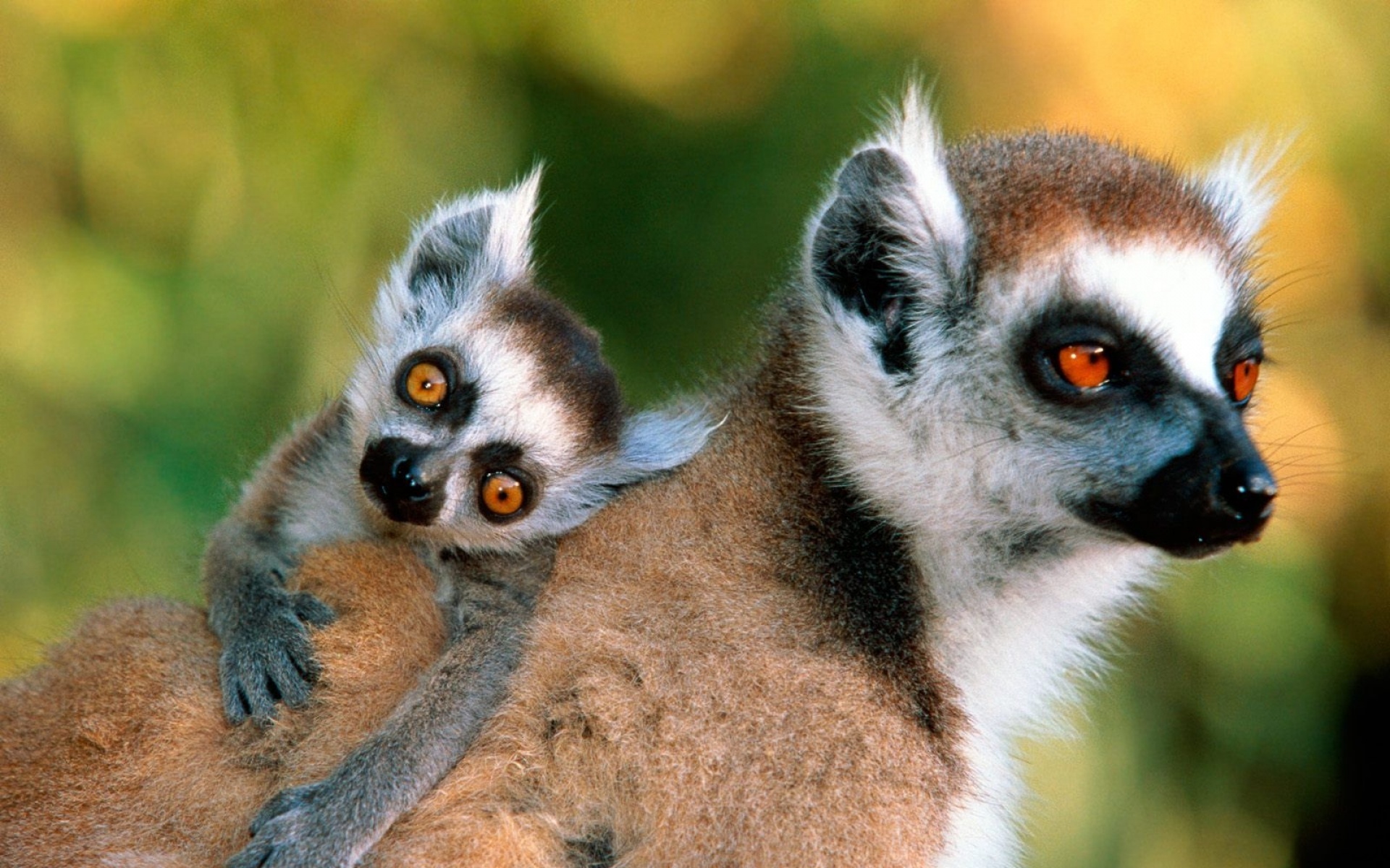 高清,动物,2012Y十一月10D,儿童桌面专用