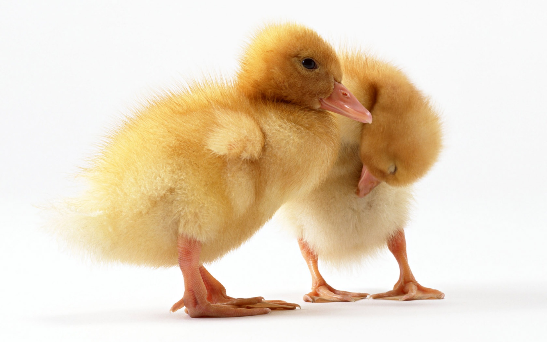 萌宠动物,卖萌图,儿童桌面专用