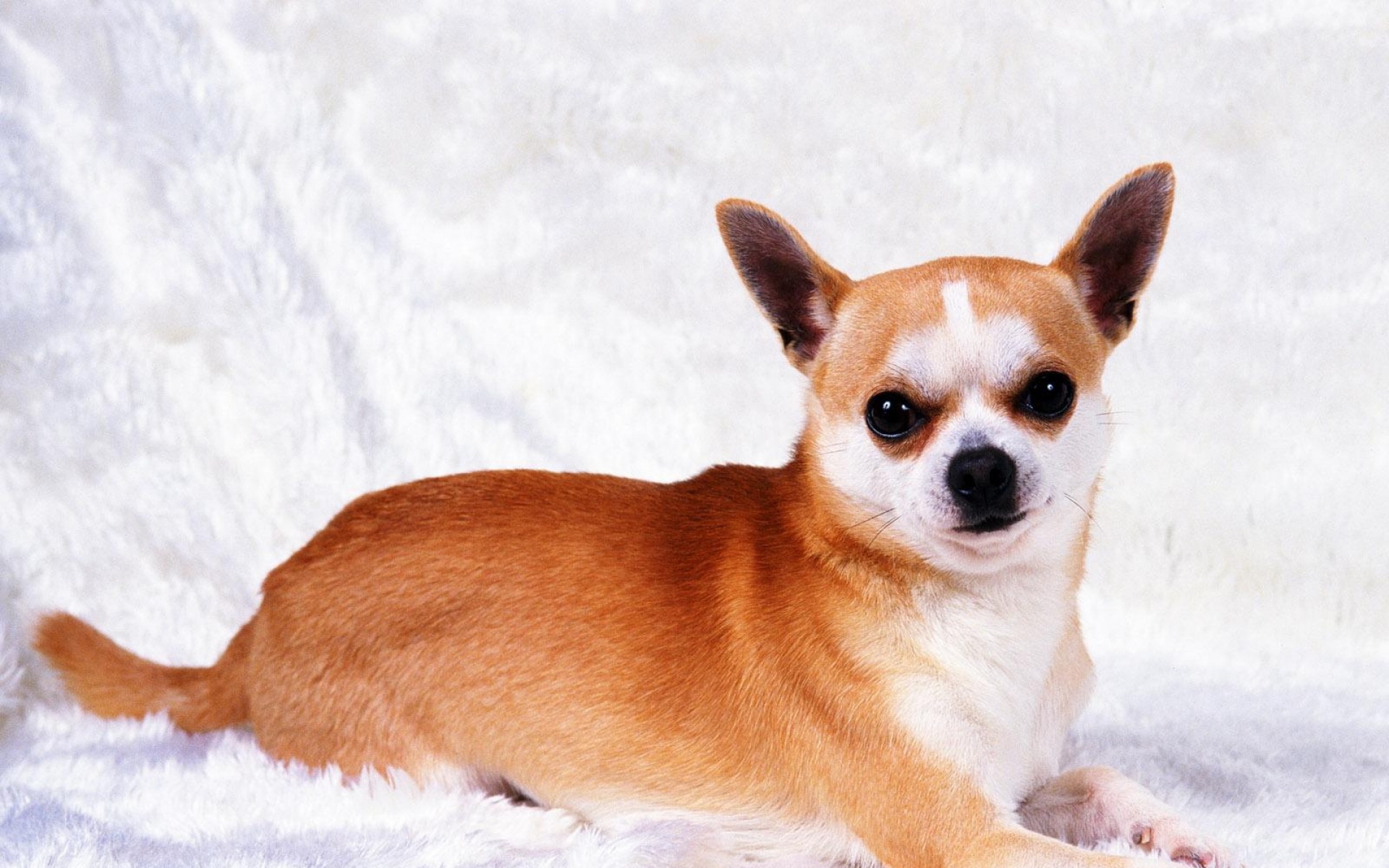 汪星人,儿童桌面专用