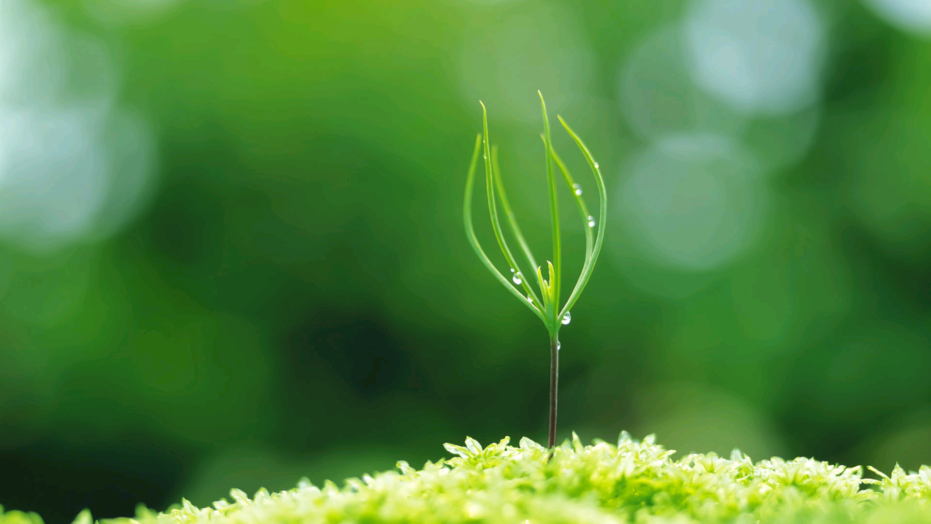绿叶,新芽,嫩芽,护眼壁纸,儿童桌面专用