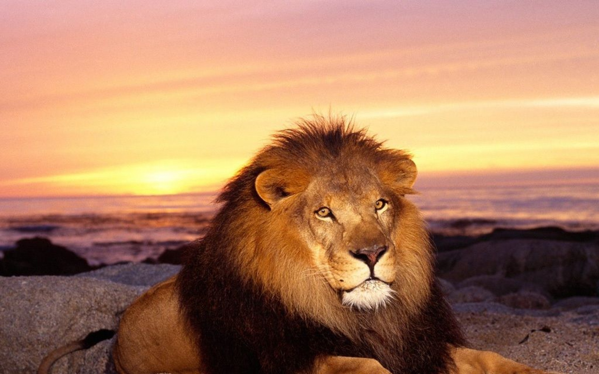 野生动物,狮子,儿童桌面专用