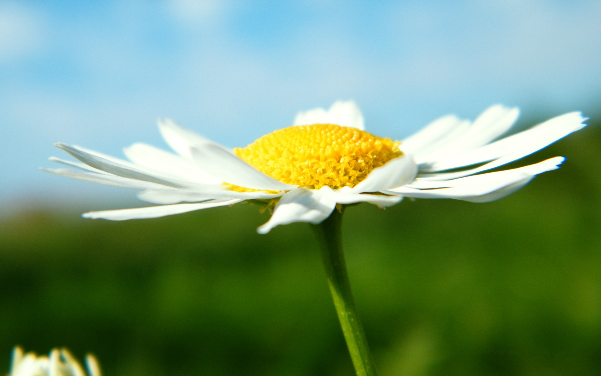 小清新,鸟语花香,花卉,儿童桌面专用