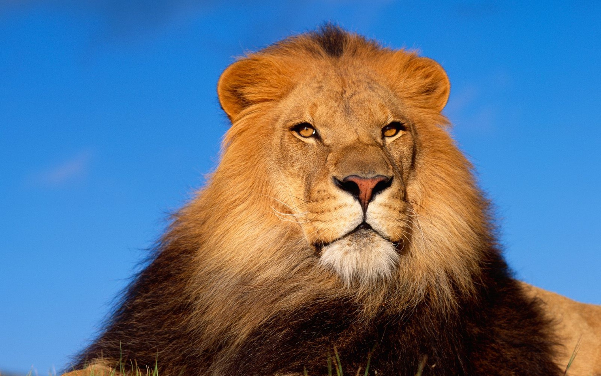 野生动物,狮子,儿童桌面专用