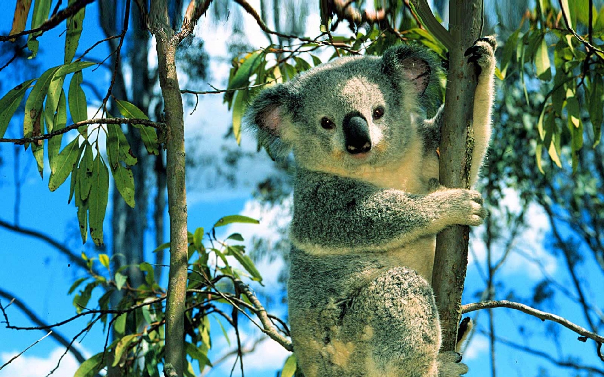 高清,动物,2012Y十一月10D,考拉,儿童桌面专用