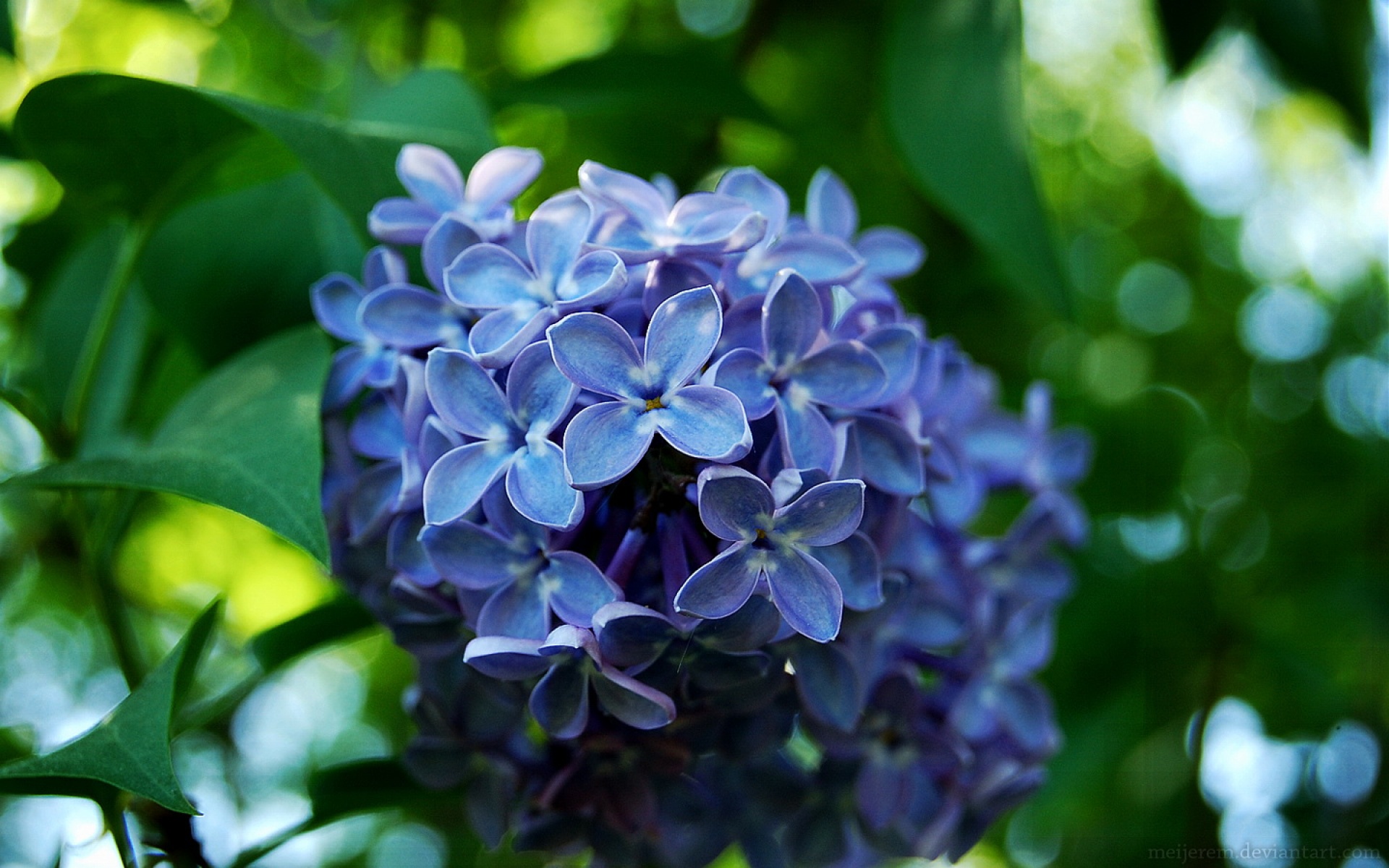 小清新,静物写真,花卉,儿童桌面专用