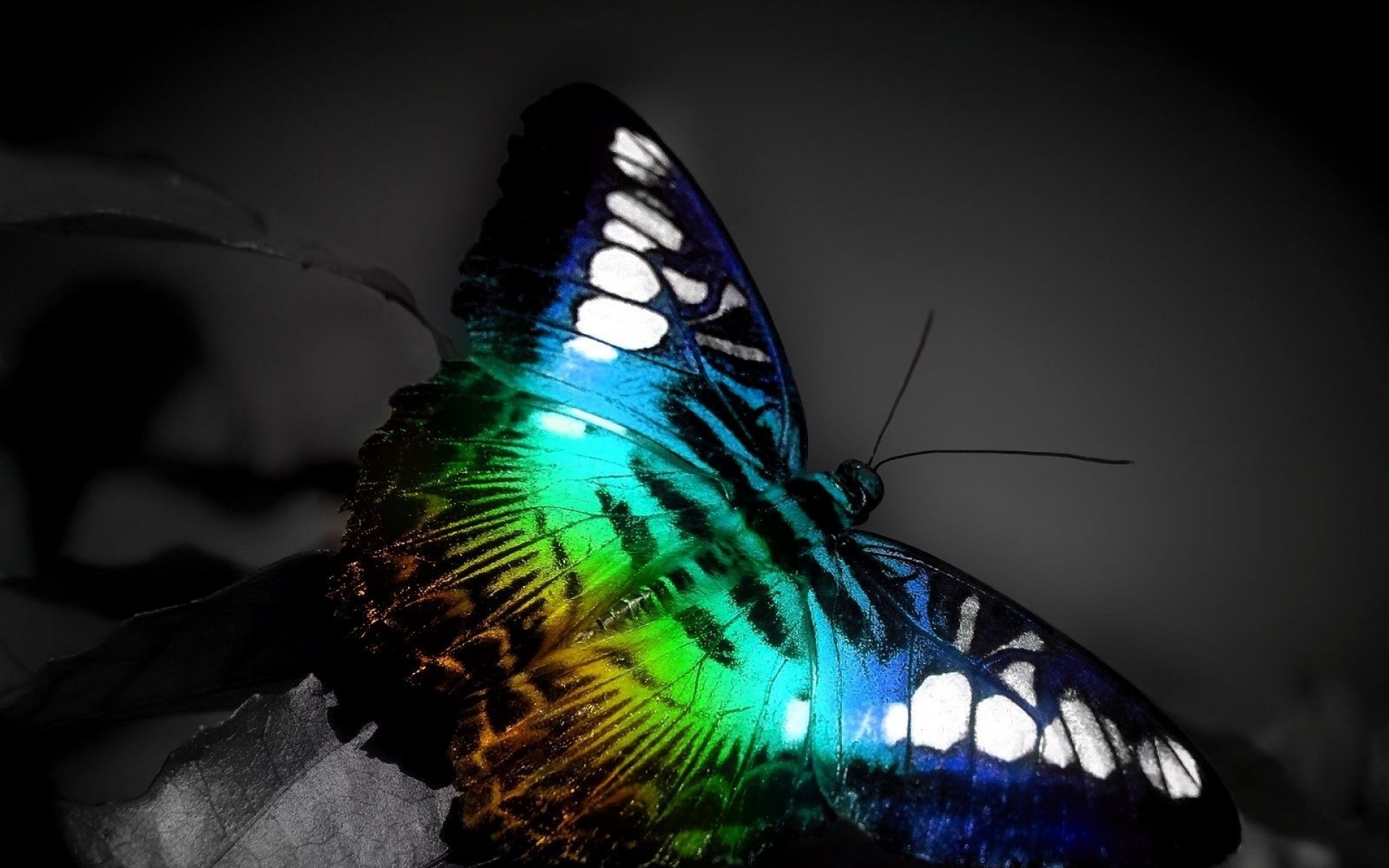 野生动物,蝴蝶,儿童桌面专用