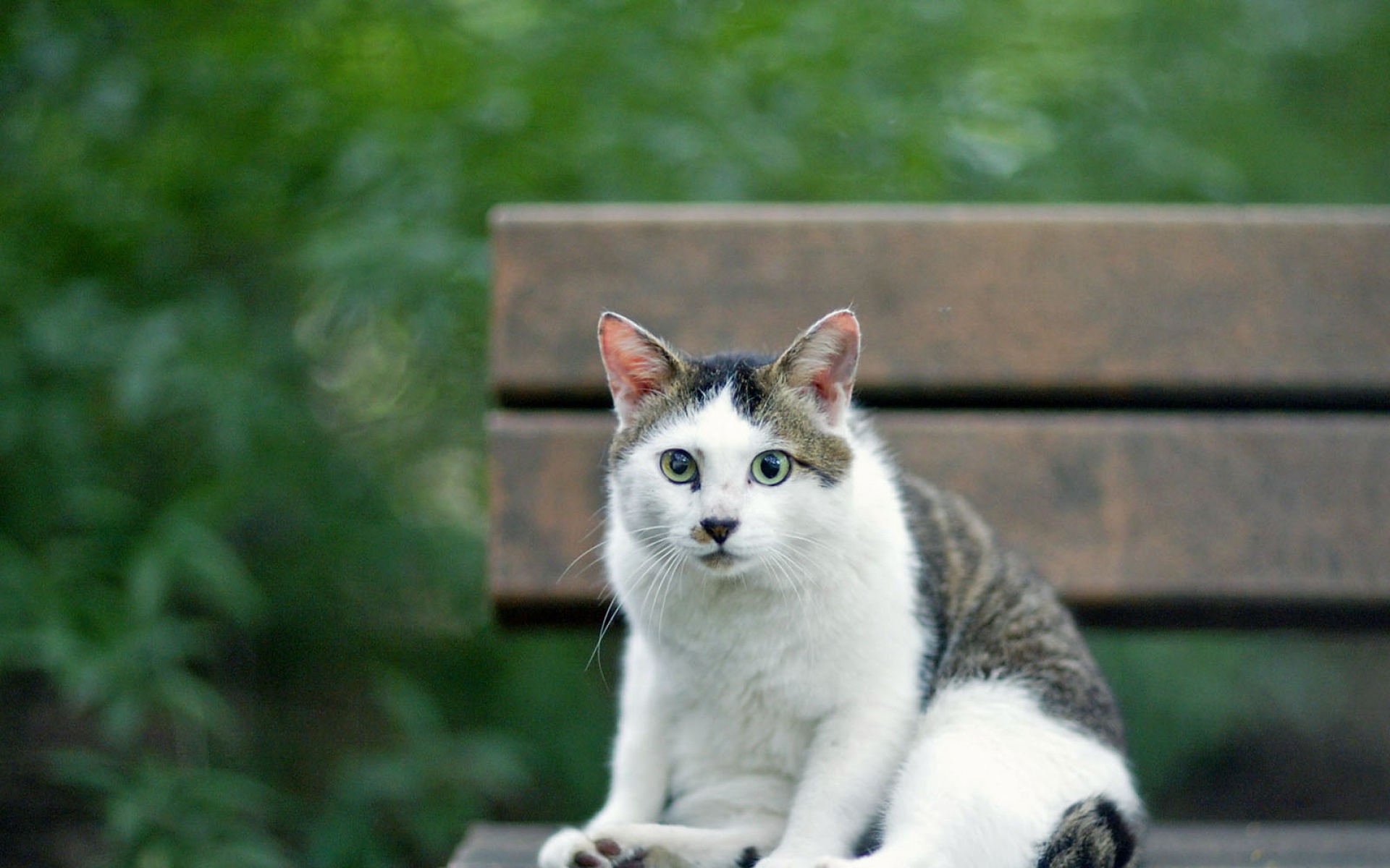 街角,小猫咪,摄影,高清,猫,动物,2012Y十月31D,儿童桌面专用