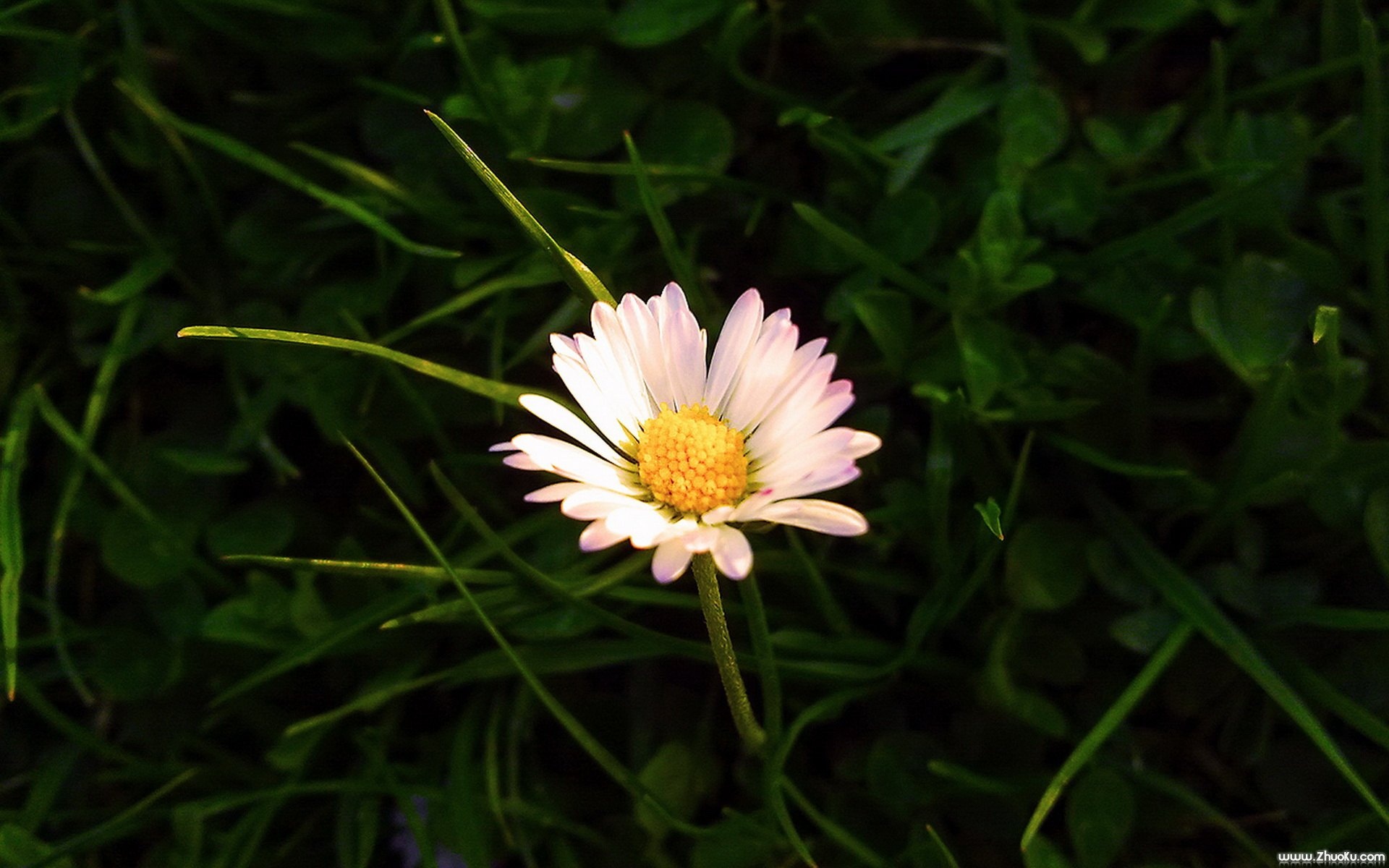 小清新,清新淡雅,花卉,儿童桌面专用