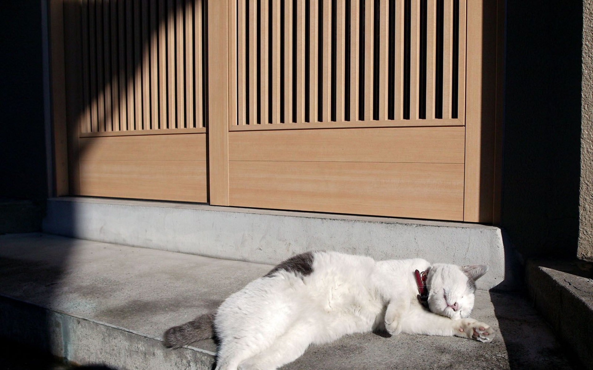 街角,小猫咪,摄影,高清,猫,动物,2012Y十月31D,儿童桌面专用