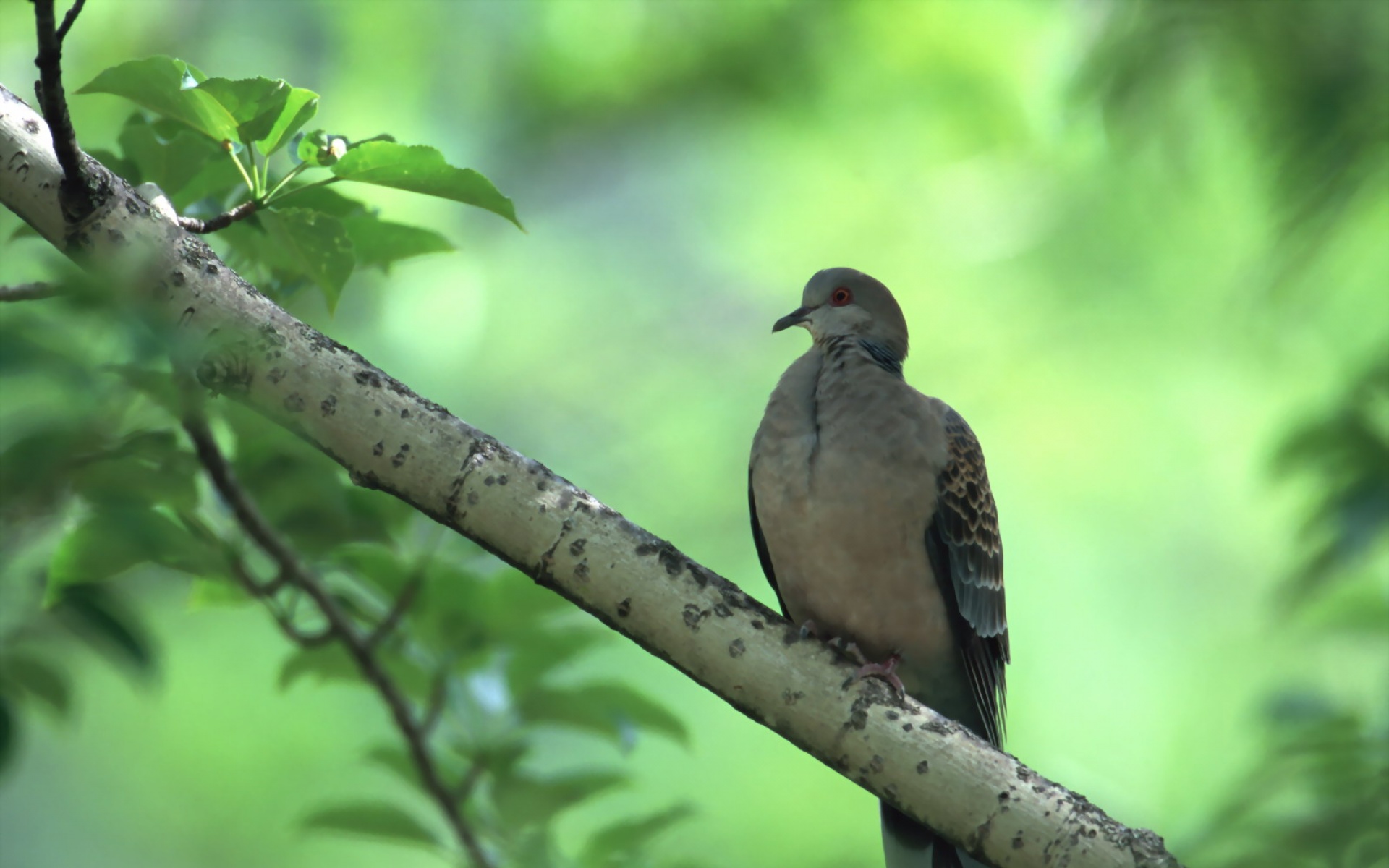 高清,鸟,动物,摄影,2012Y十一月03D,儿童桌面专用