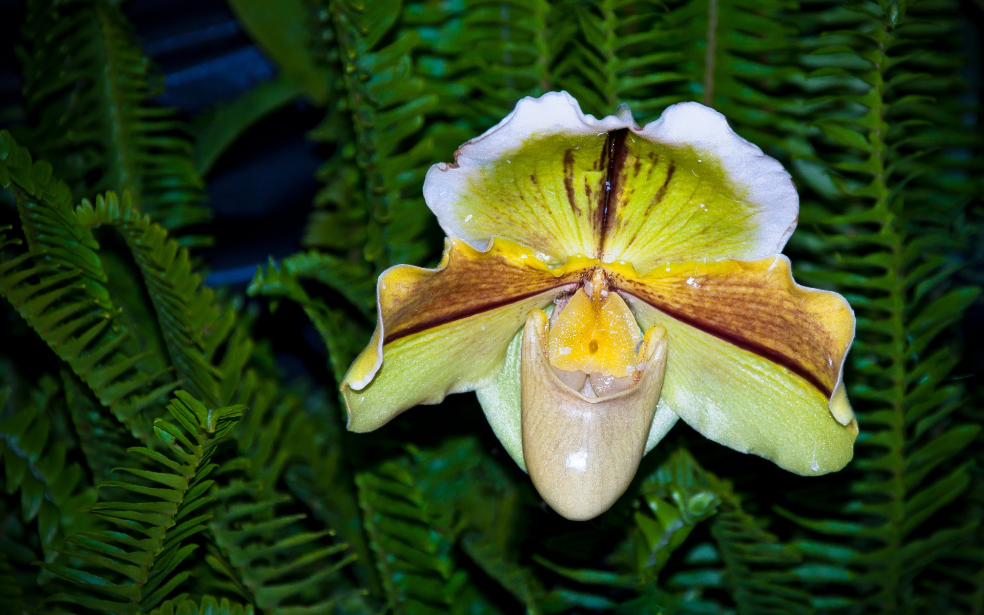 小清新,静物写真,静物,花卉