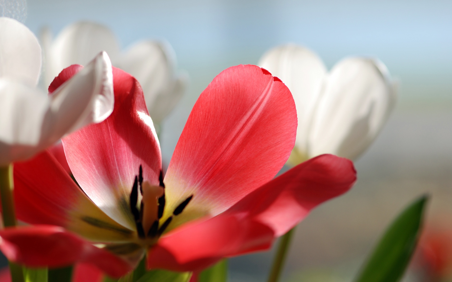 小清新,鸟语花香,花卉,儿童桌面专用