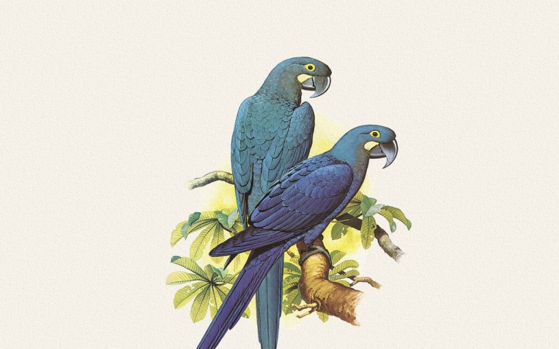 动物,绘画,风格,2012Y十一月04D,儿童桌面专用