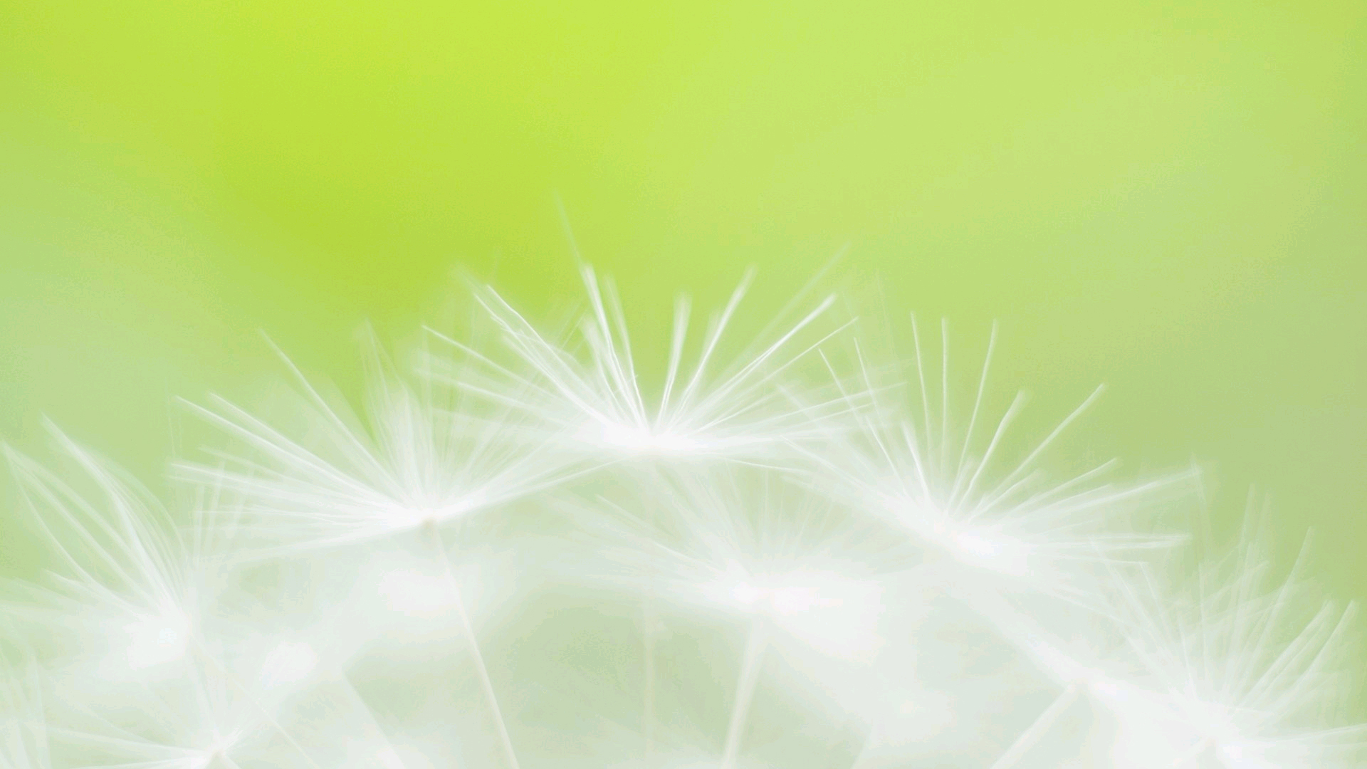 小清新,野花,护眼壁纸,儿童桌面专用